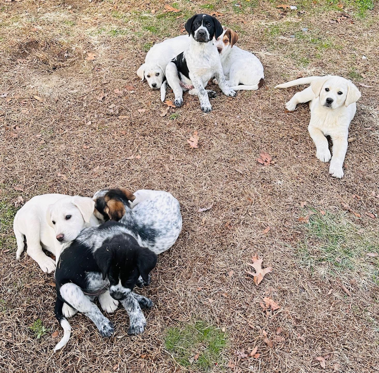 Enlarge Trinity (Available Feb 7, 2026), an adopted mixed breed in Clarksville, VA image 3/5