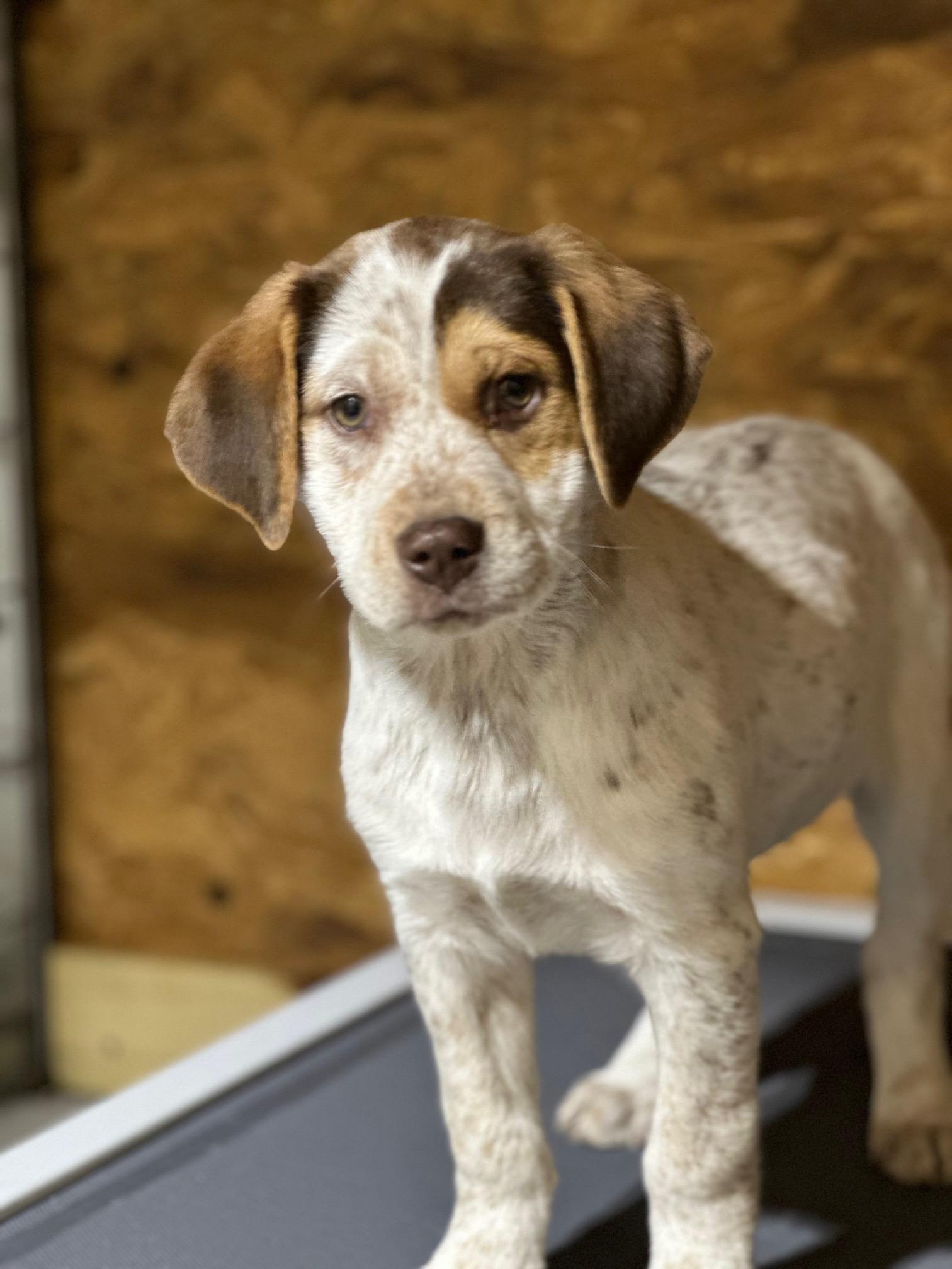 Enlarge Trinity (Available Feb 7, 2026), an adopted mixed breed in Clarksville, VA image 4/5