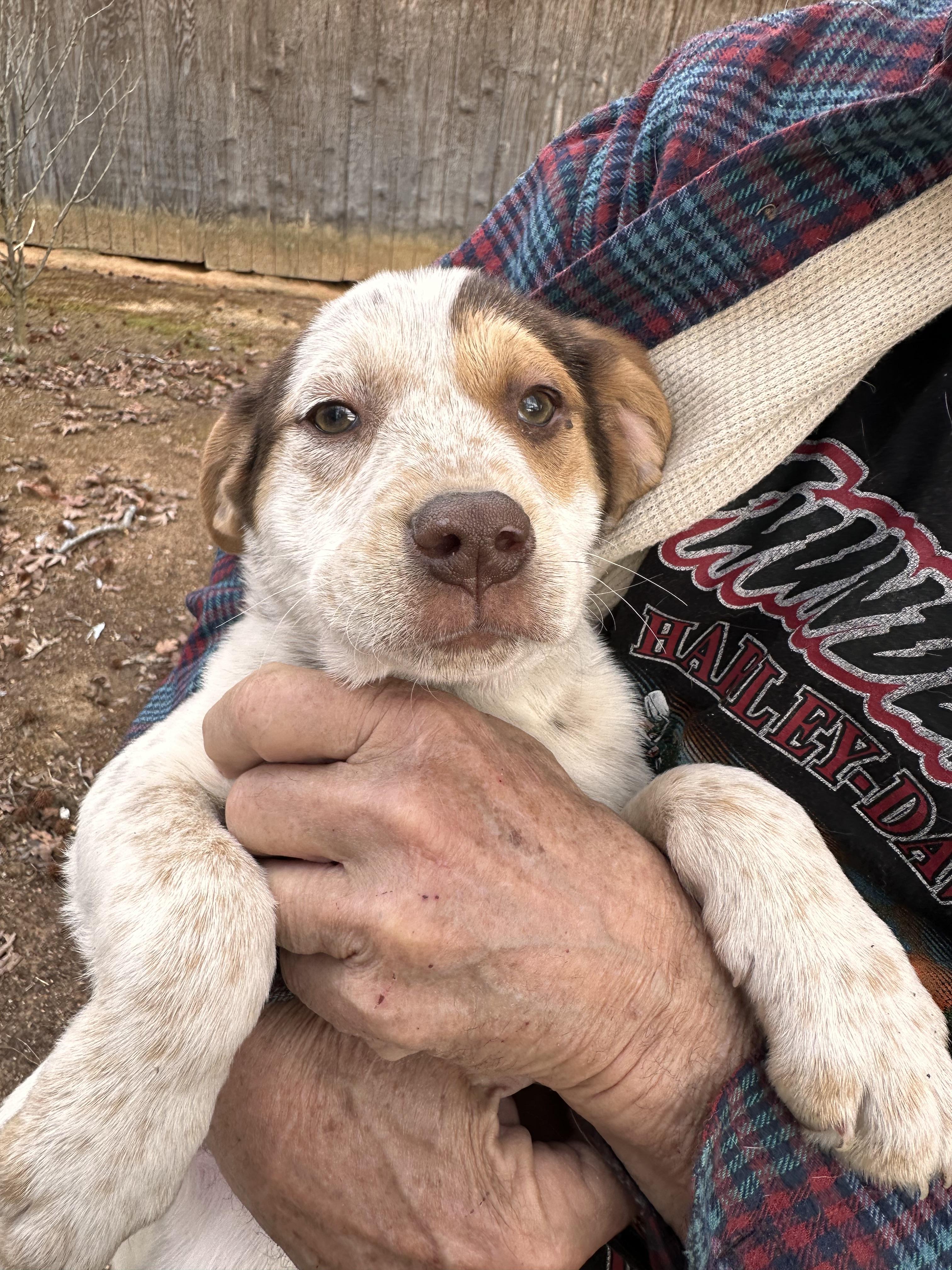 Enlarge Trinity (Available Feb 7, 2026), an adopted mixed breed in Clarksville, VA image 2/5