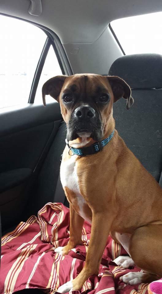 Mabel, Adopted, Young Female Boxer.