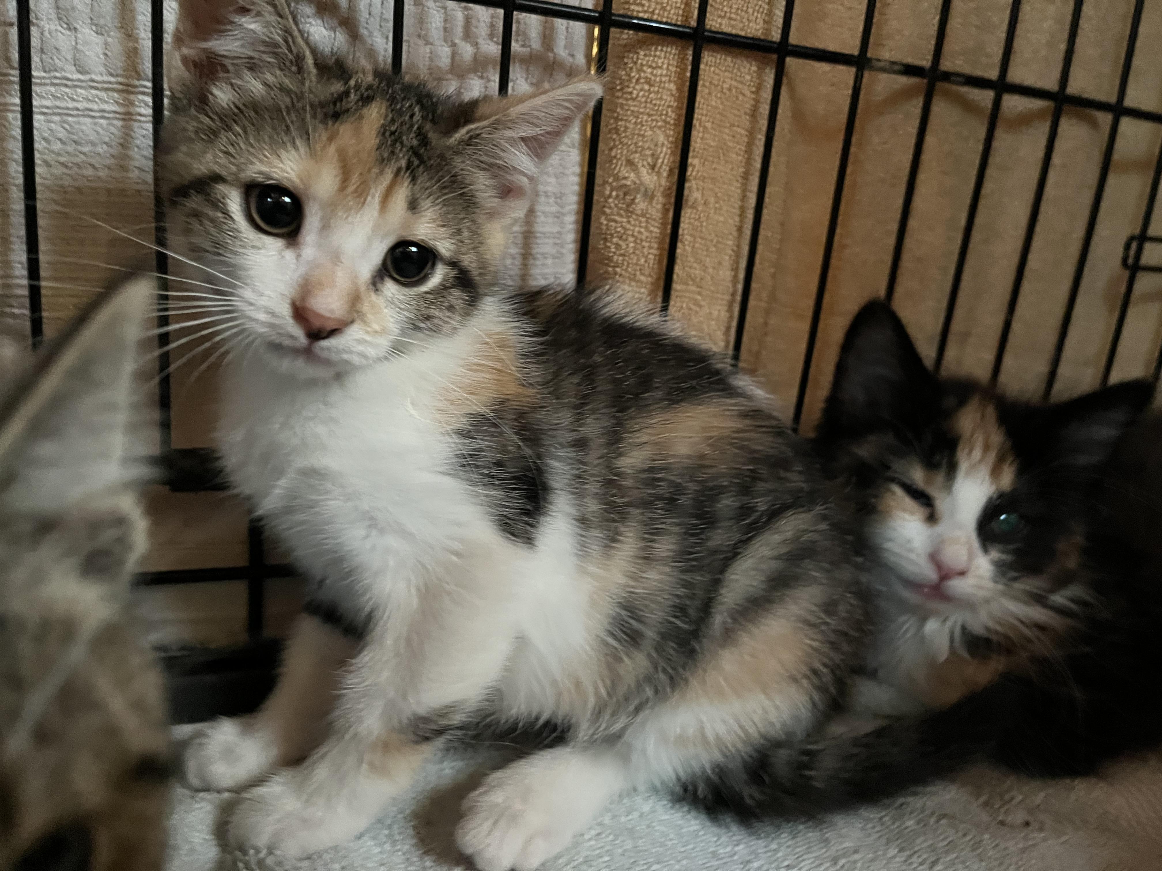 Enlarge Polly Pocket , an adopted Domestic Short Hair in Salisbury, MA image 1/4