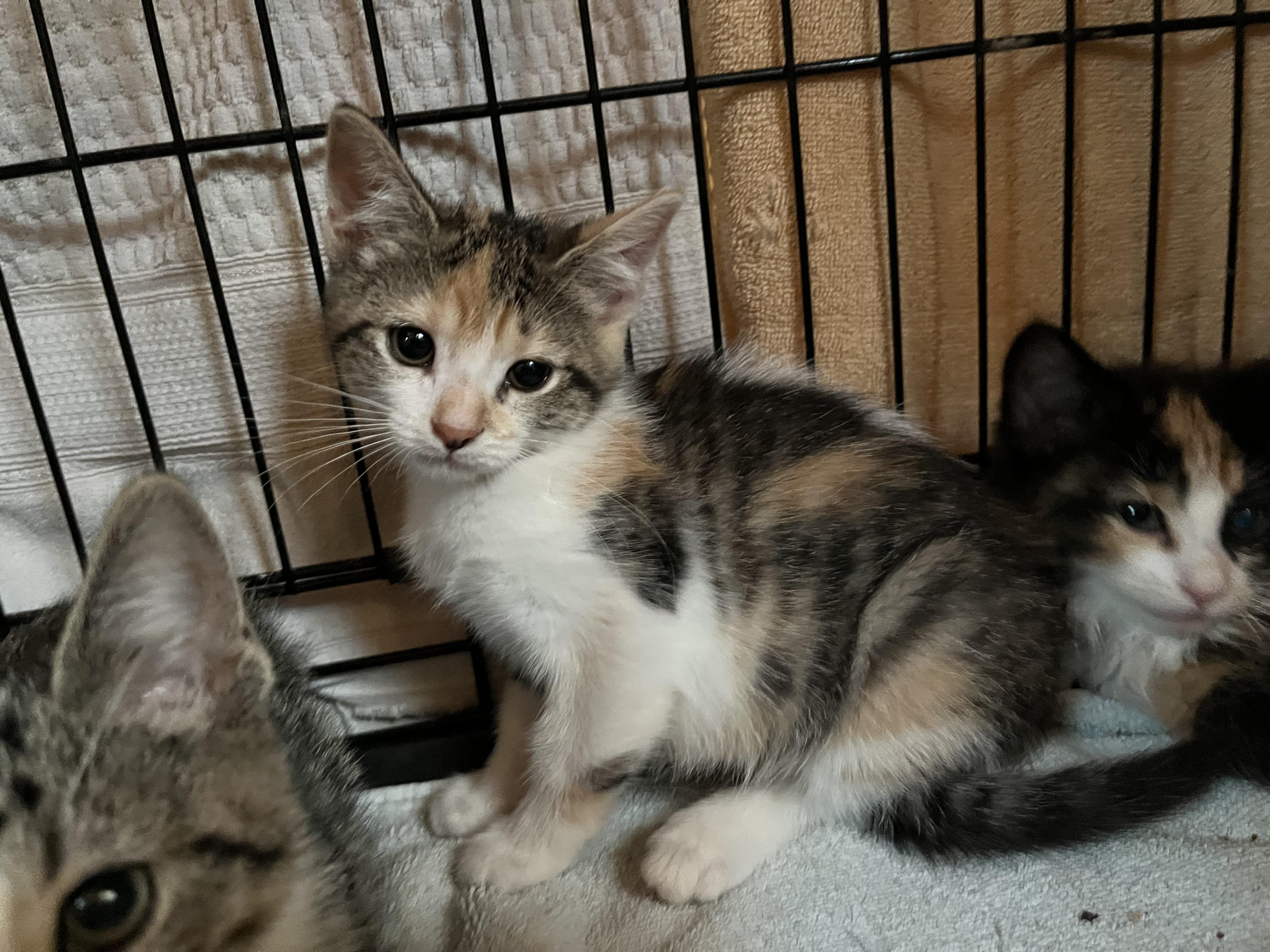 Enlarge Polly Pocket , an adopted Domestic Short Hair in Salisbury, MA image 3/4