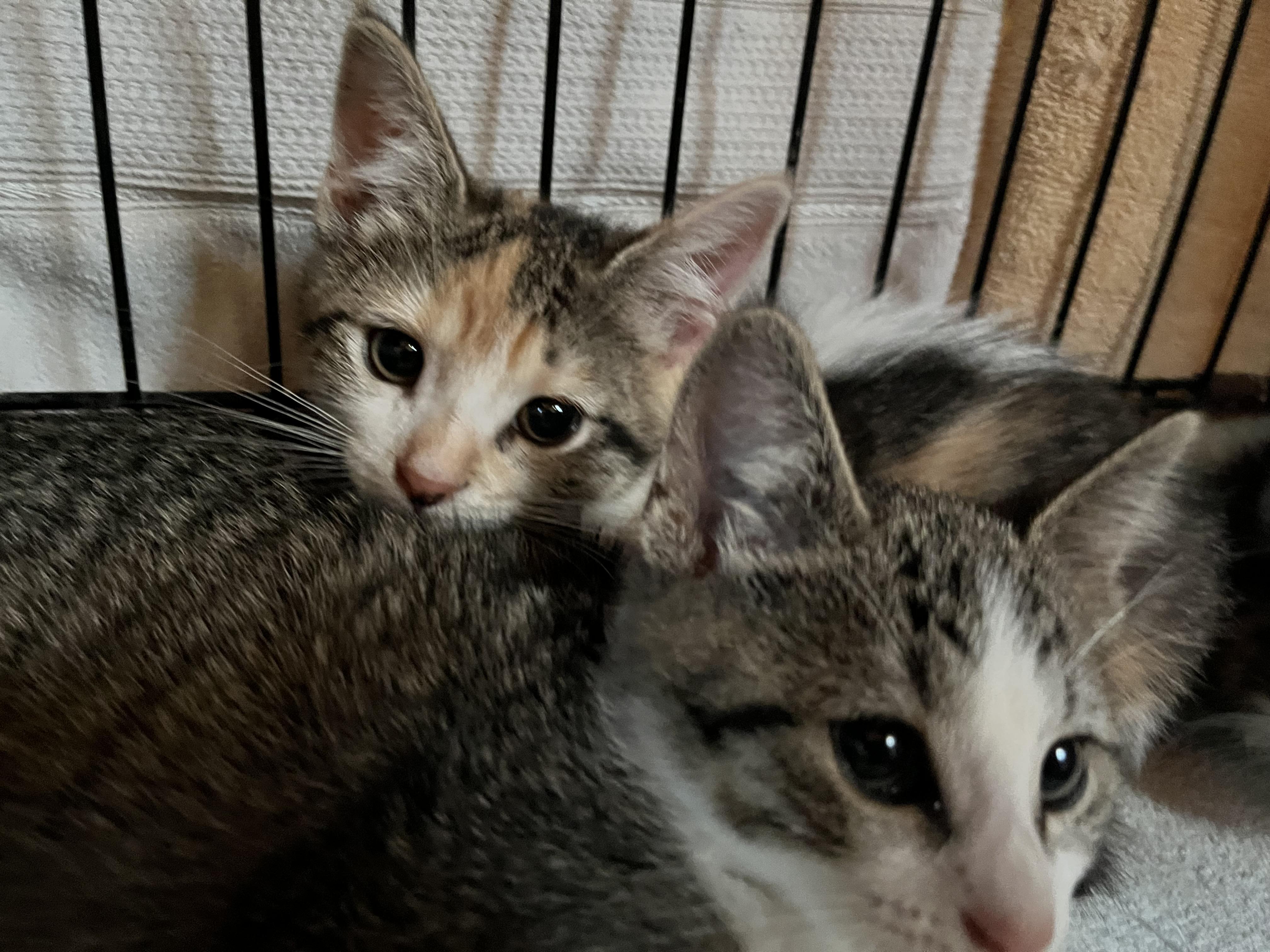 Enlarge Polly Pocket , an adopted Domestic Short Hair in Salisbury, MA image 4/4