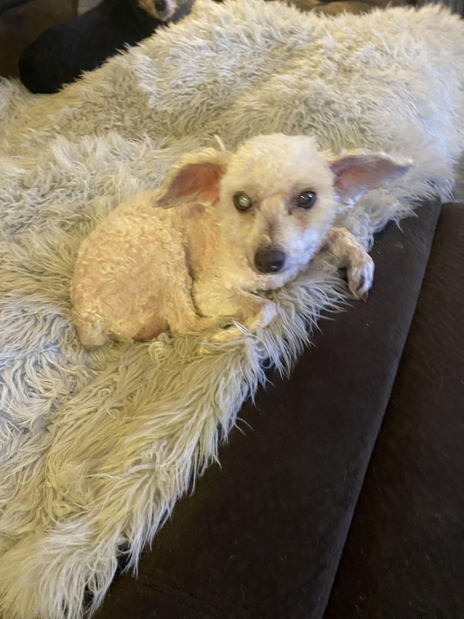 Bandit, Adoptable, Senior Male Poodle.