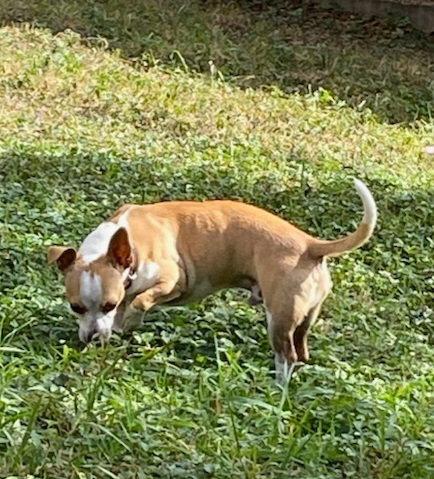 Jimmy, Adoptable, Young Male Chihuahua.