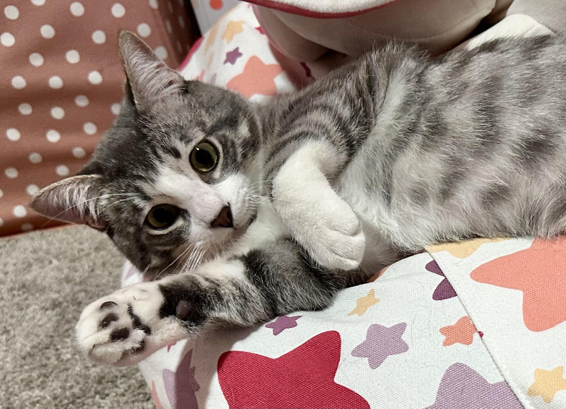 Kumo, a ADOPTABLE Domestic Short Hair in Riverside, CA image 4/4