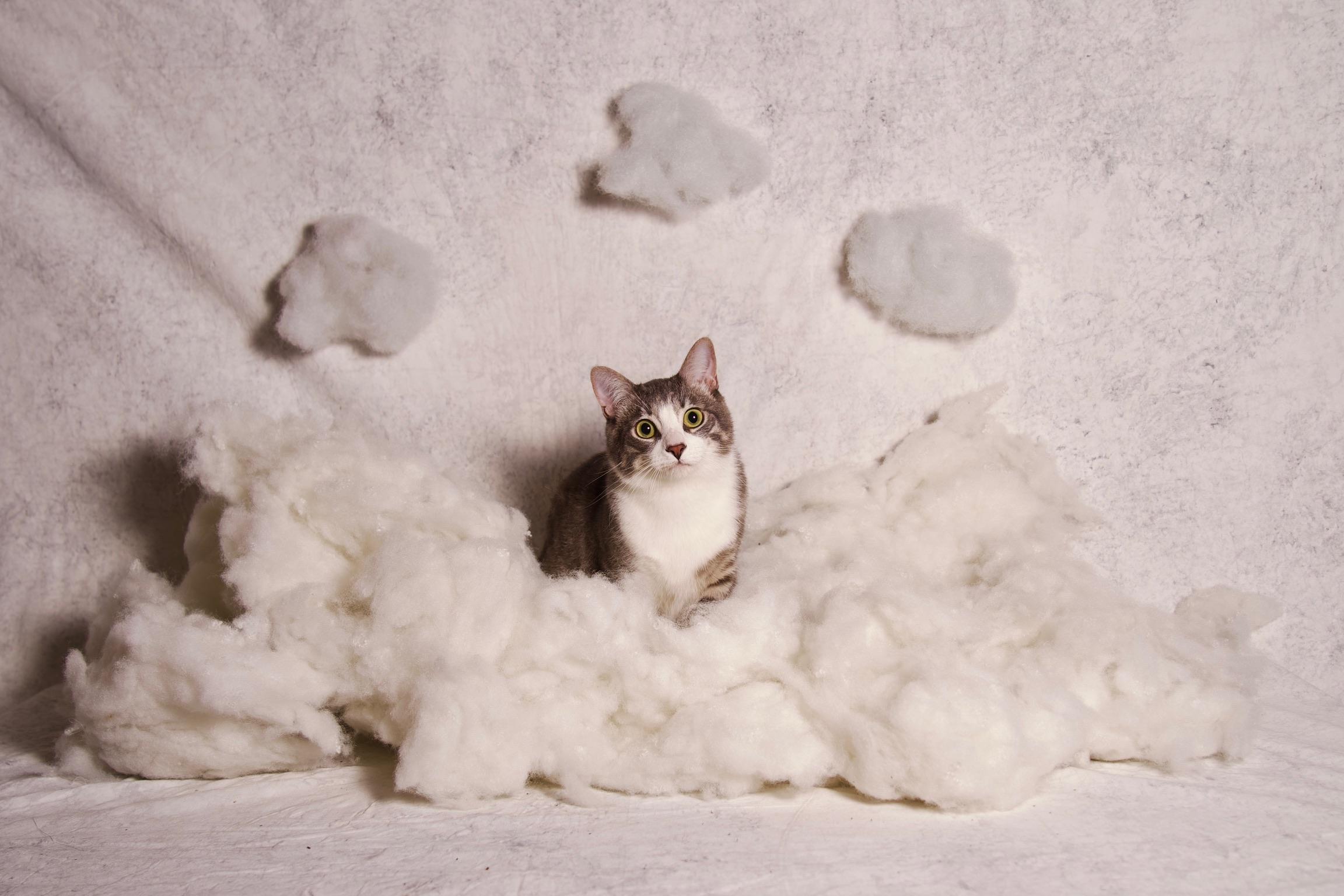 Kumo, a ADOPTABLE Domestic Short Hair in Riverside, CA image 1/6