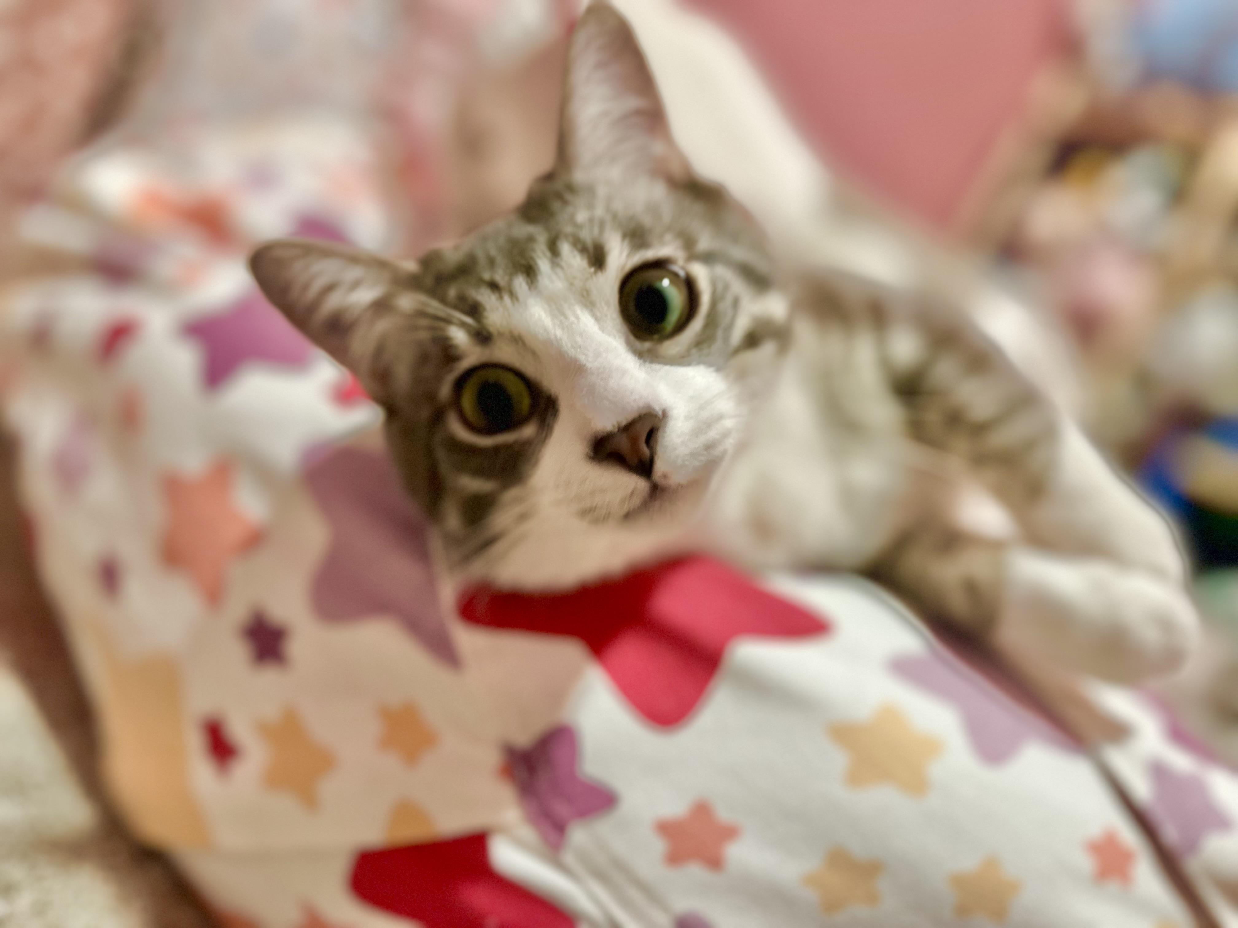Kumo, a ADOPTABLE Domestic Short Hair in Riverside, CA image 2/4