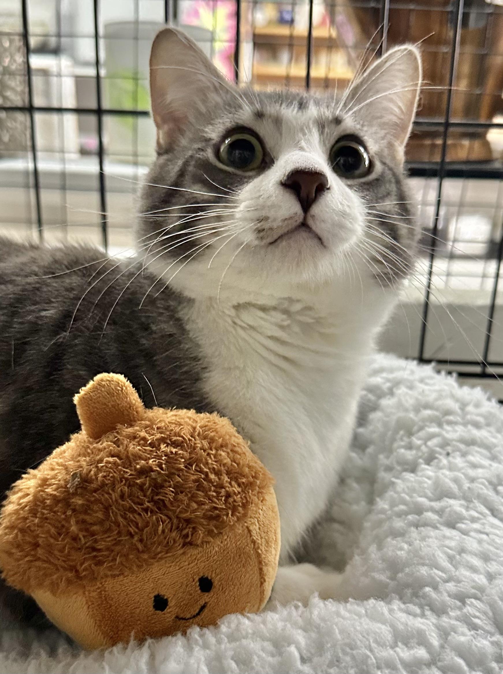 Kumo, ADOPTABLE, Kitten Male Domestic Short Hair.