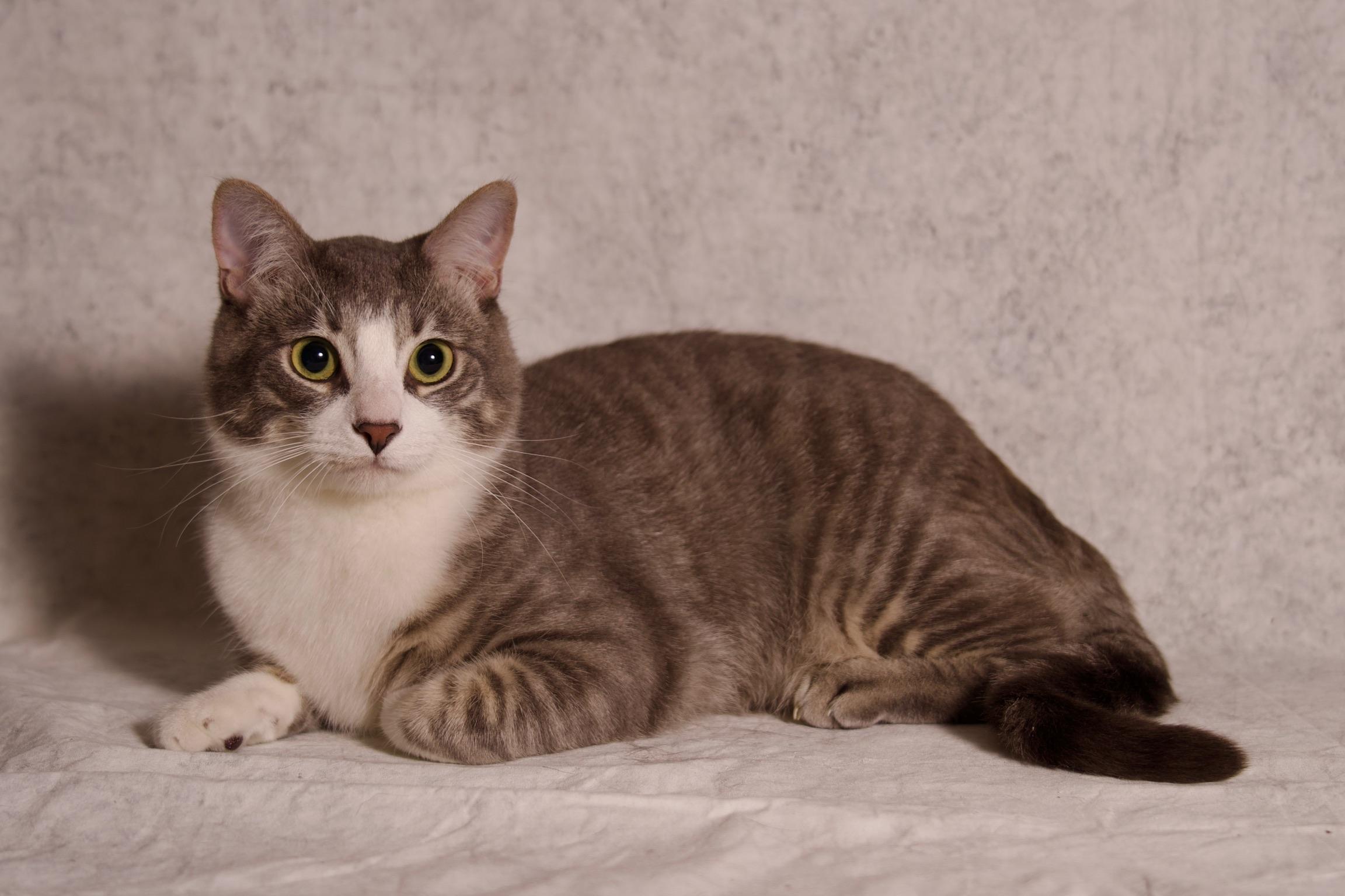 Kumo, a ADOPTABLE Domestic Short Hair in Riverside, CA image 6/6