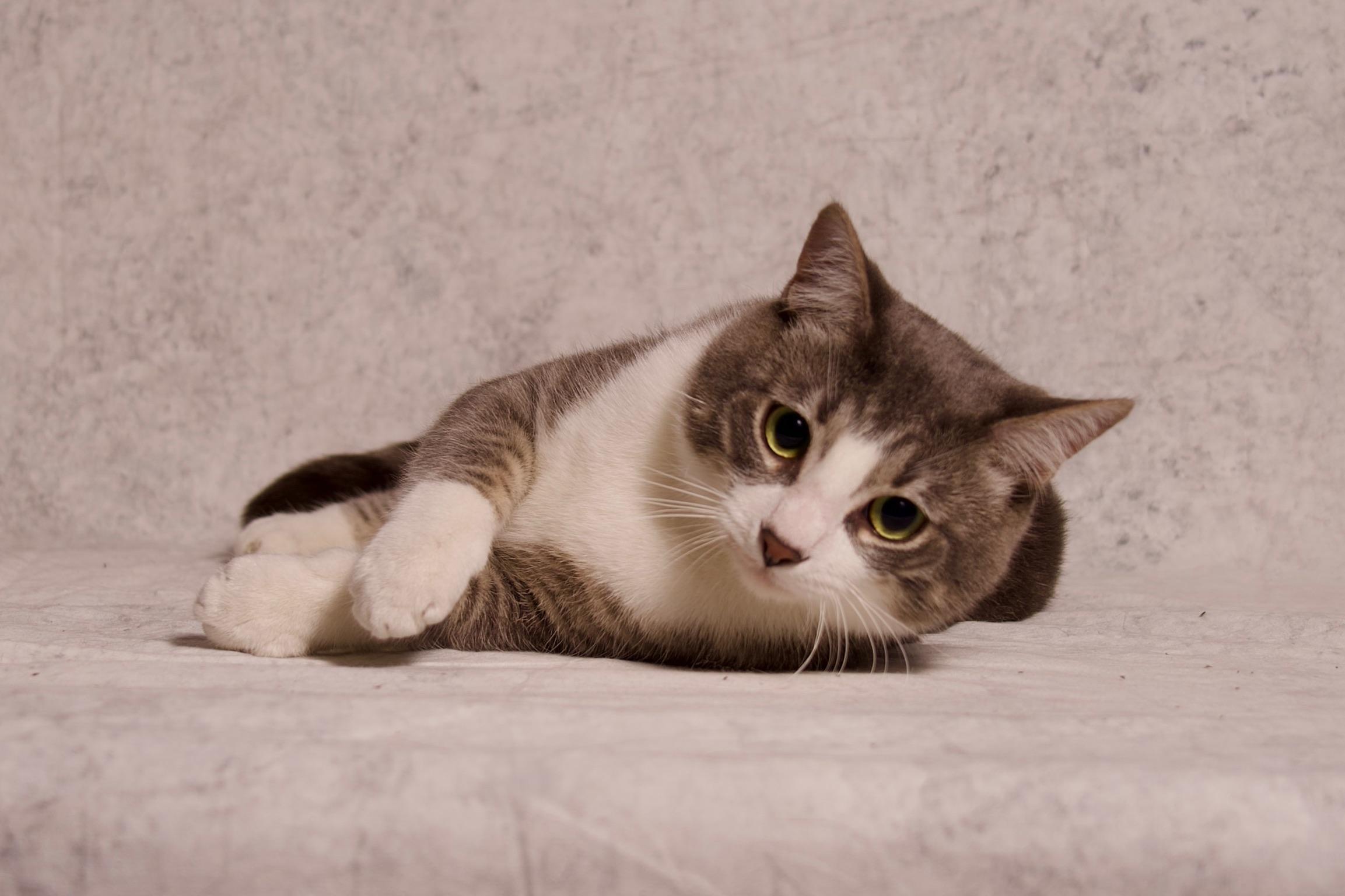 Kumo, a ADOPTABLE Domestic Short Hair in Riverside, CA image 4/6