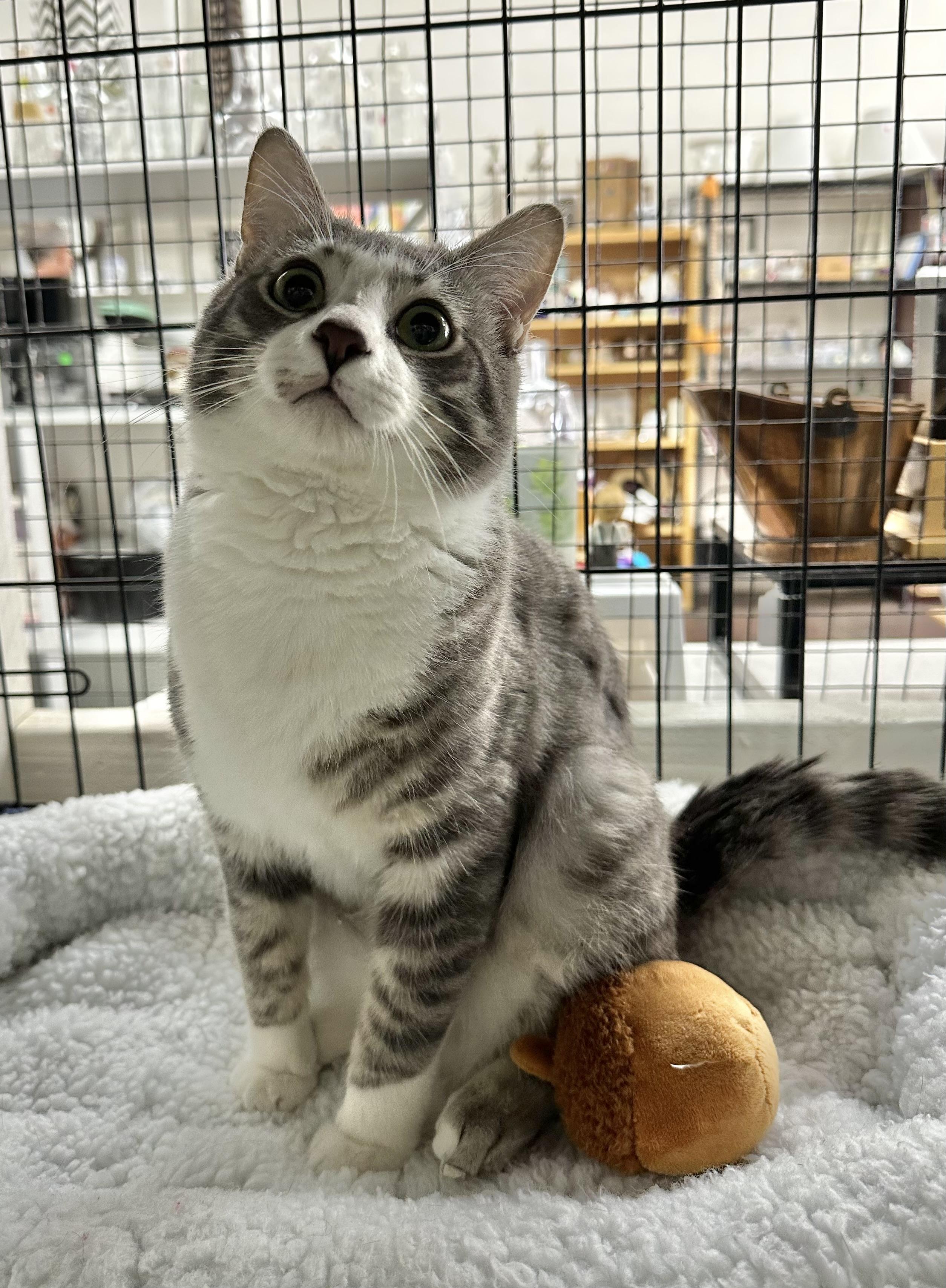 Kumo, a ADOPTABLE Domestic Short Hair in Riverside, CA image 3/4
