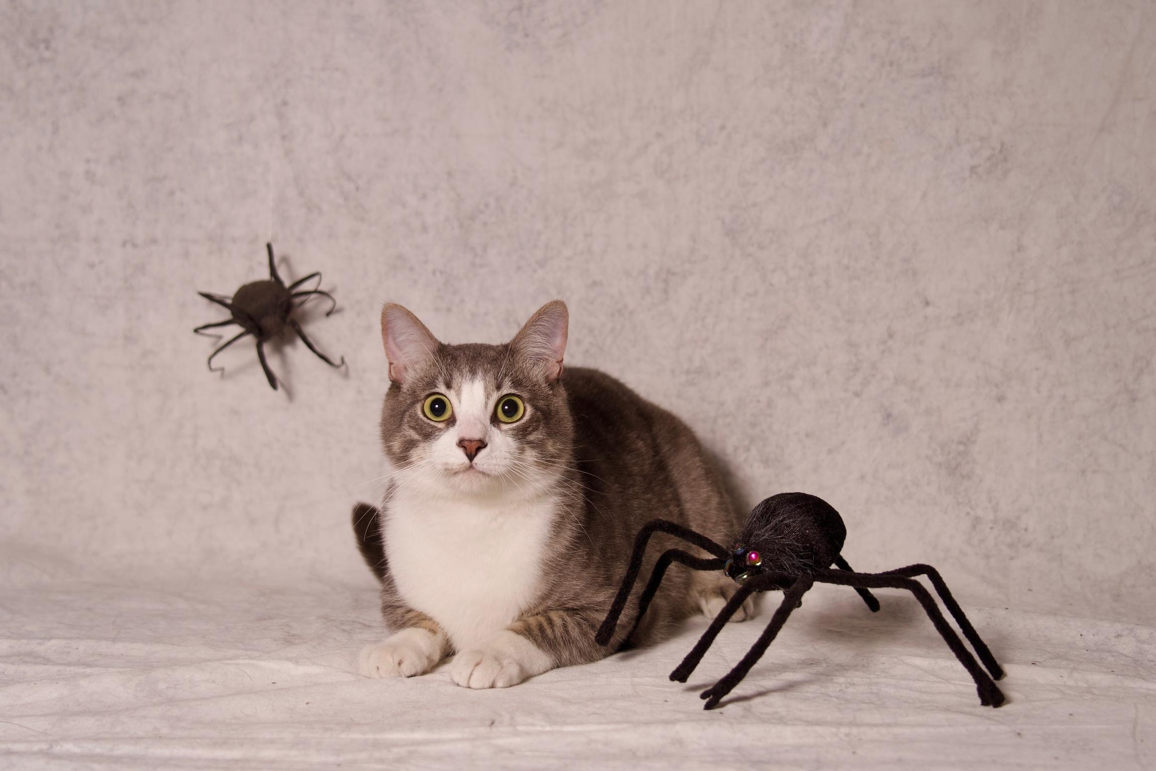 Kumo, a ADOPTABLE Domestic Short Hair in Riverside, CA image 5/6