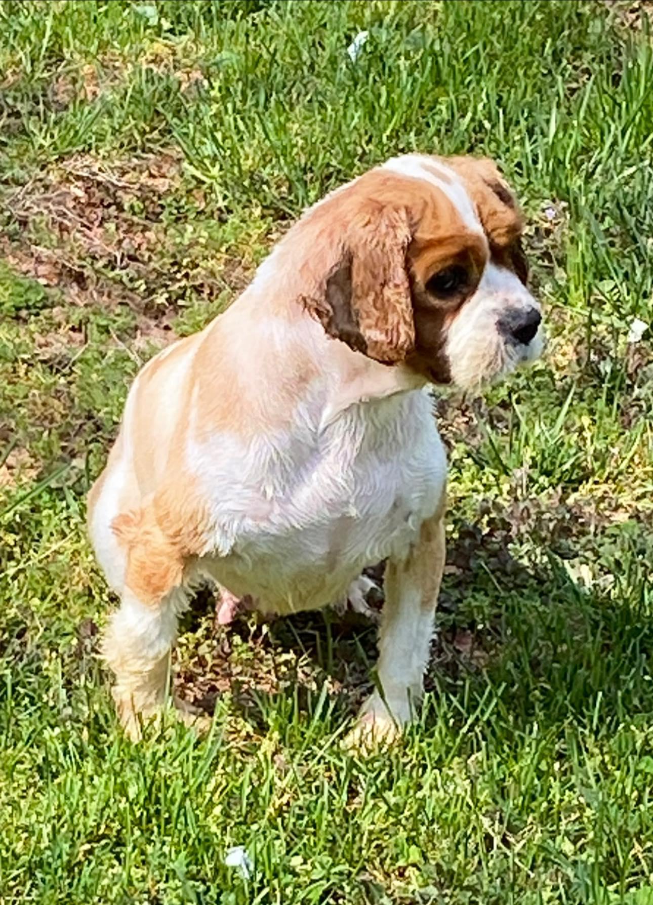 Enlarge Cavalier 1, a ADOPTABLE Cavalier King Charles Spaniel in Matthews, NC image 1/1