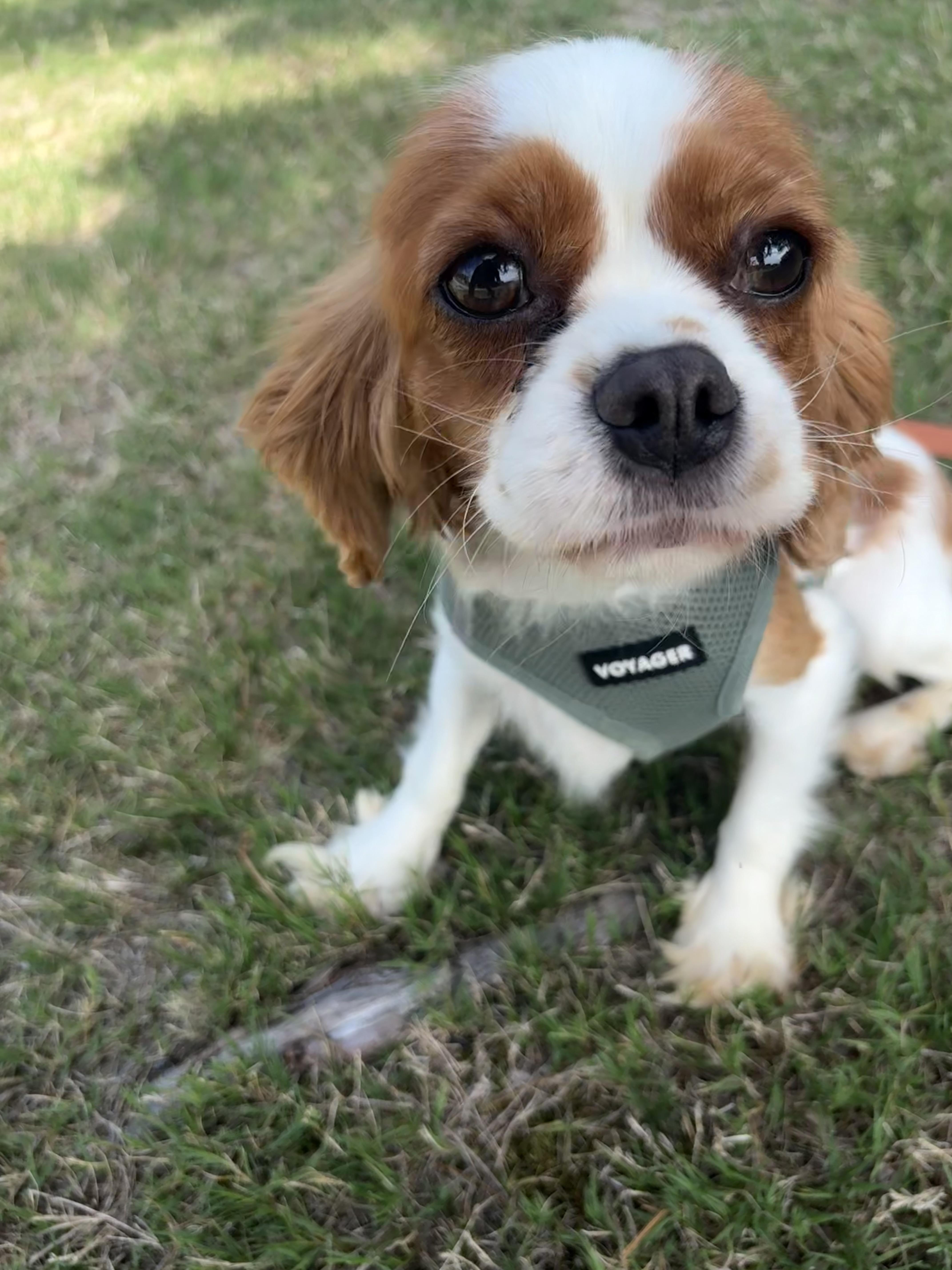 Grace, ADOPTABLE, Adult Female Cavalier King Charles Spaniel.