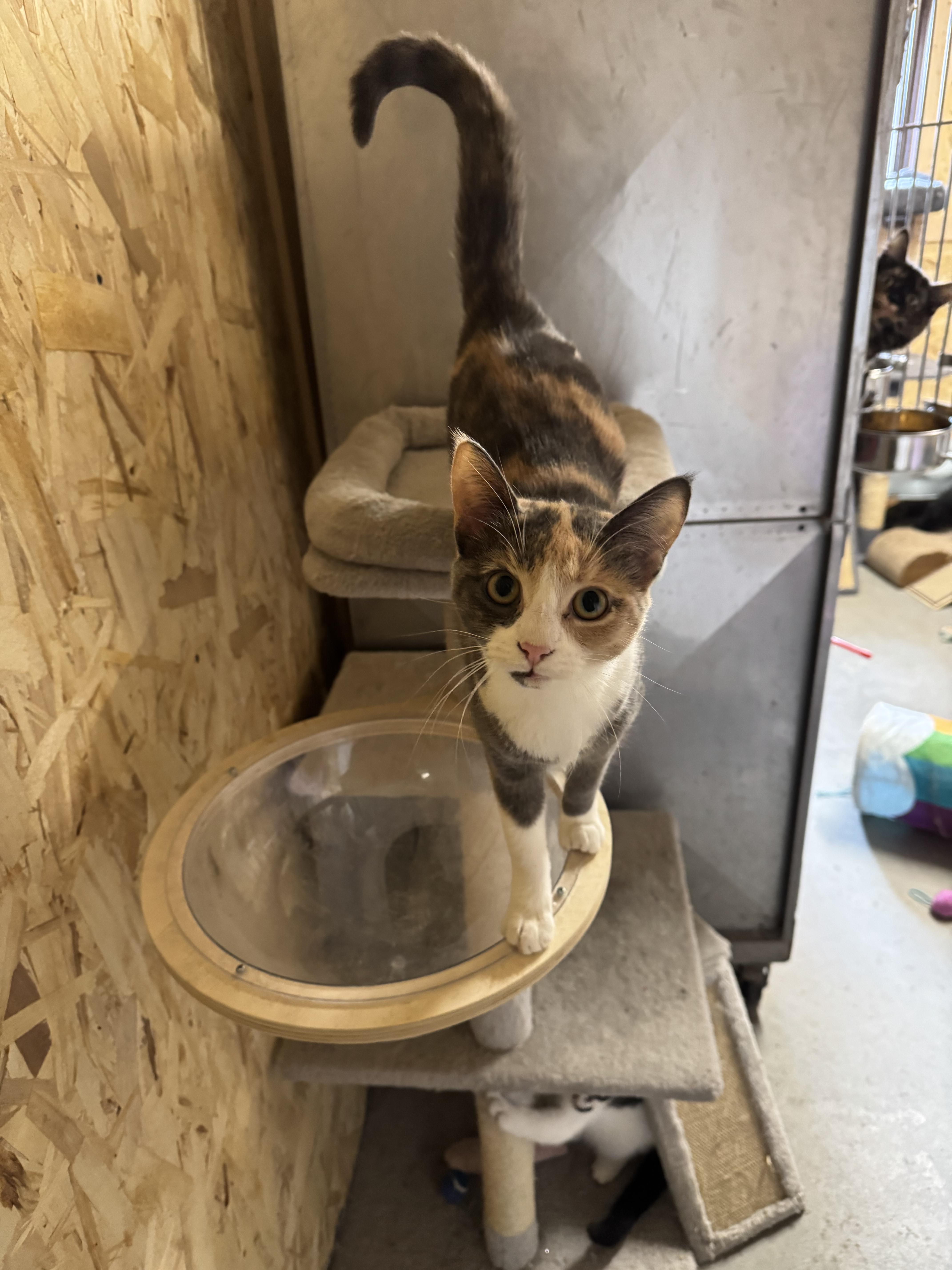 Enlarge Maggie , a ADOPTABLE Calico in Ludington, MI image 3/3