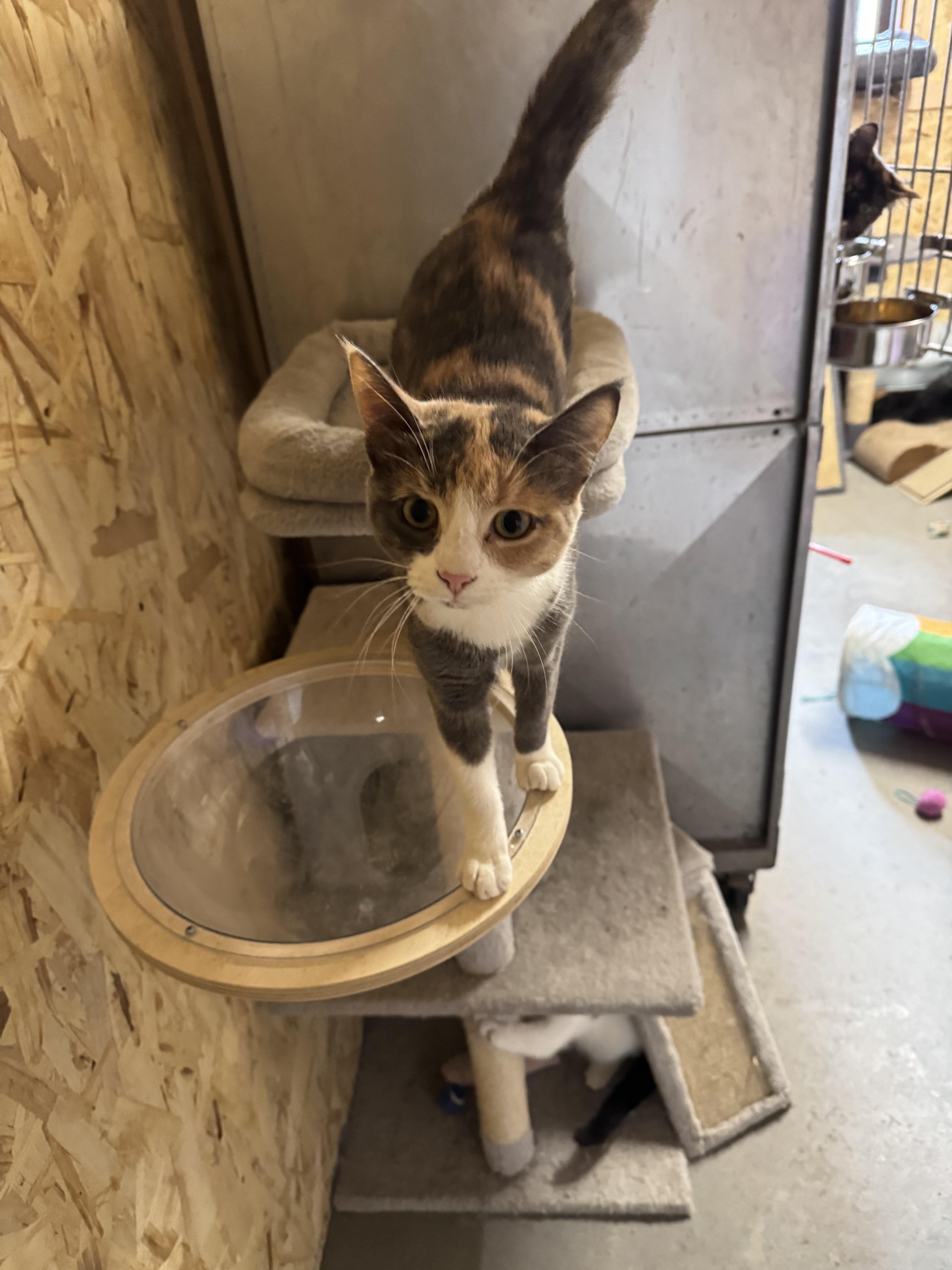 Enlarge Maggie , a ADOPTABLE Calico in Ludington, MI image 2/3