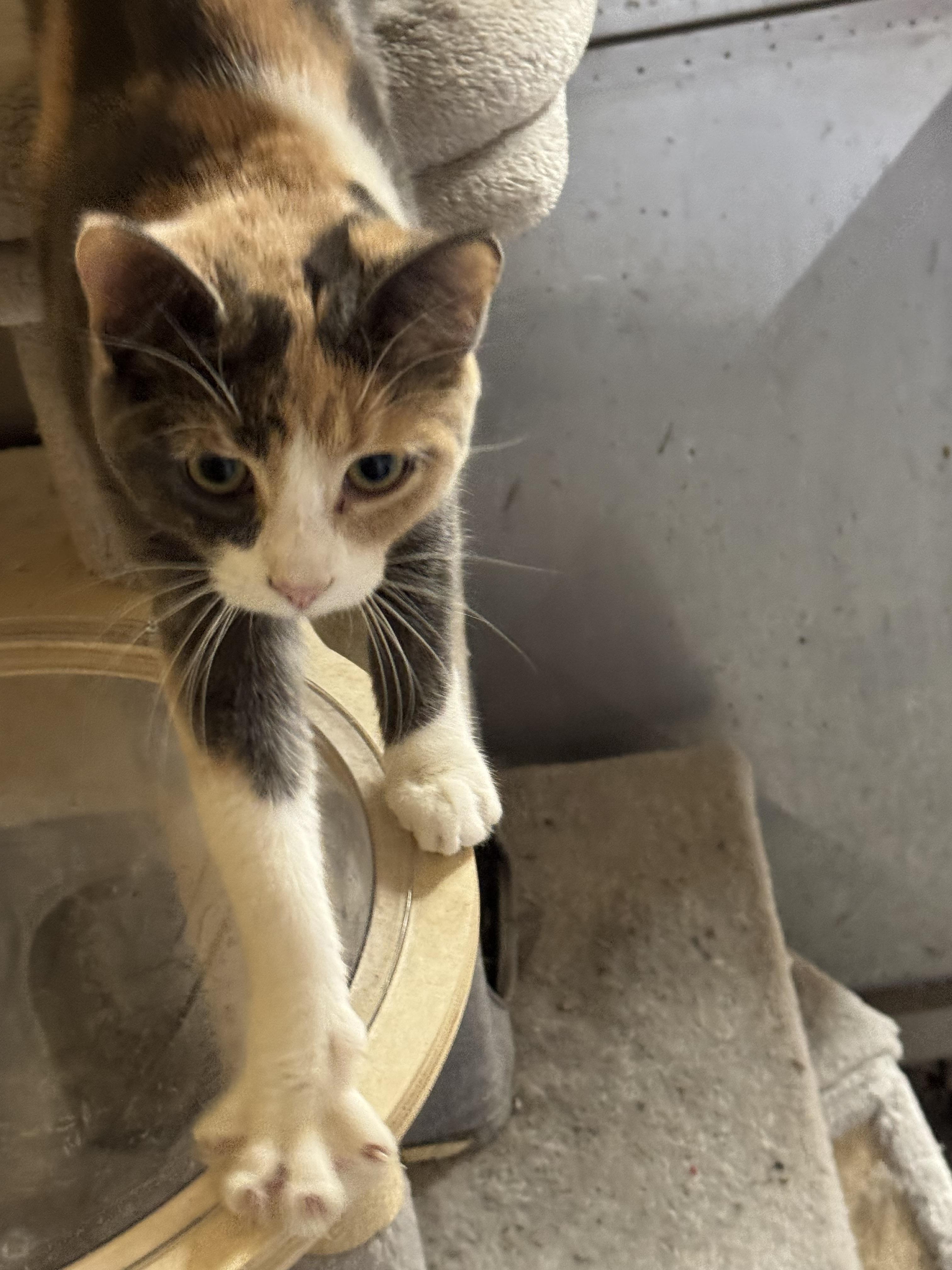 Enlarge Maggie , a ADOPTABLE Calico in Ludington, MI image 1/3