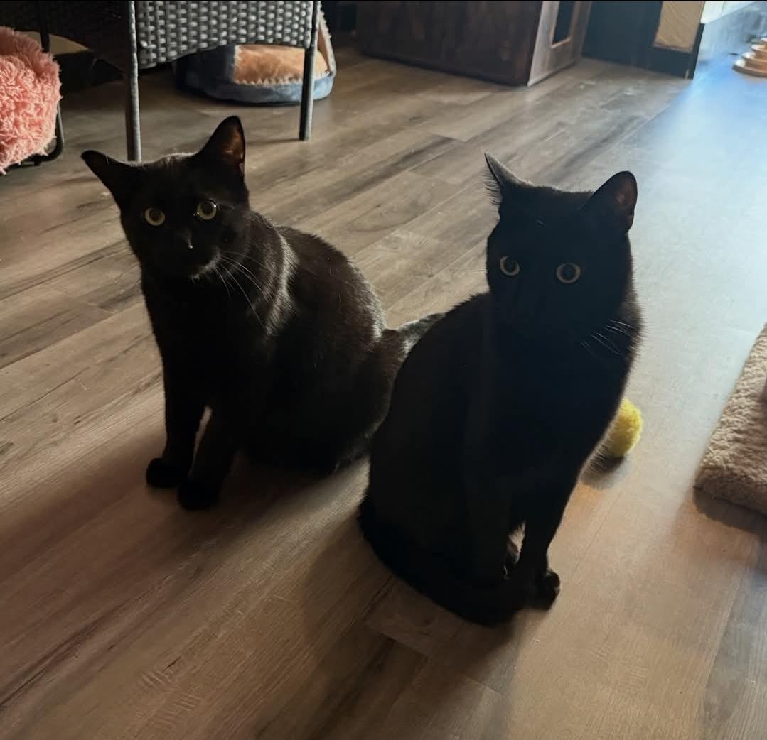 Enlarge Shadow, a Adoptable mixed breed in Reeseville, WI image 5/6