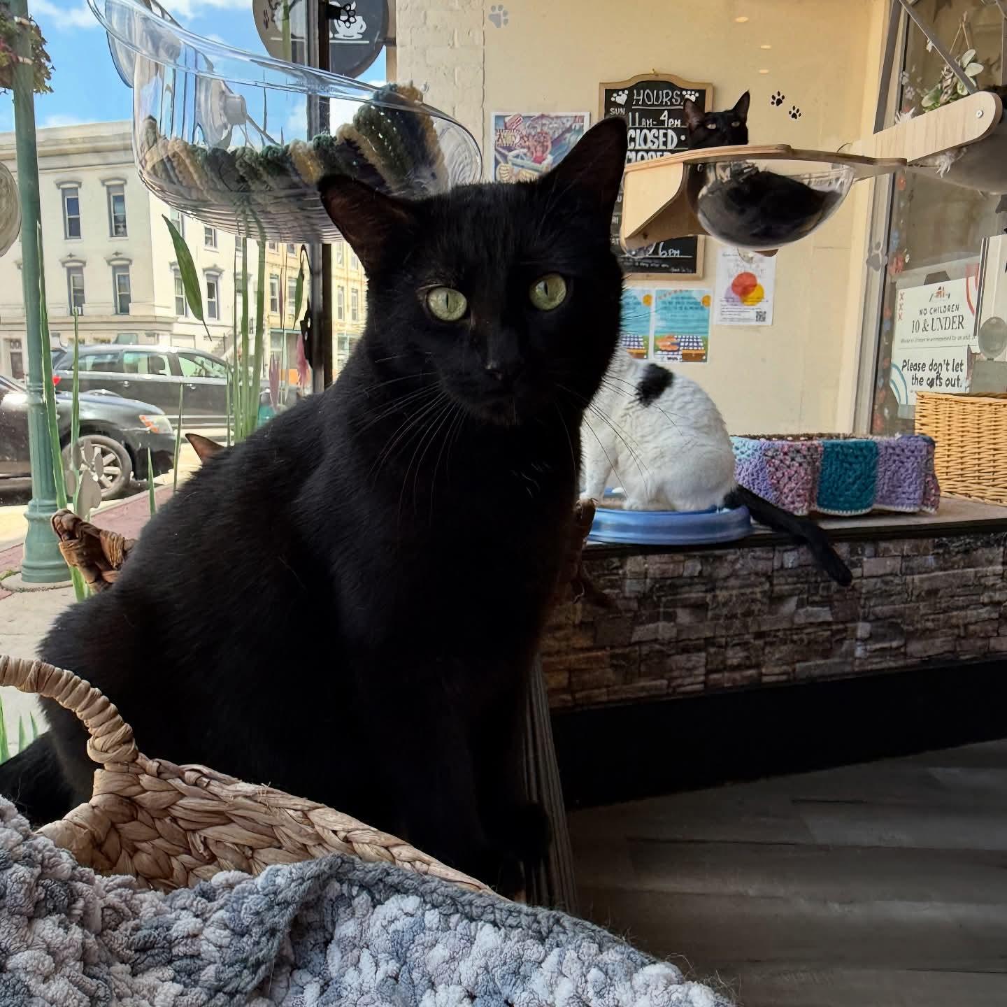 Shadow, an adoptable Domestic Short Hair in Reeseville, WI, 53579 | Photo Image 3