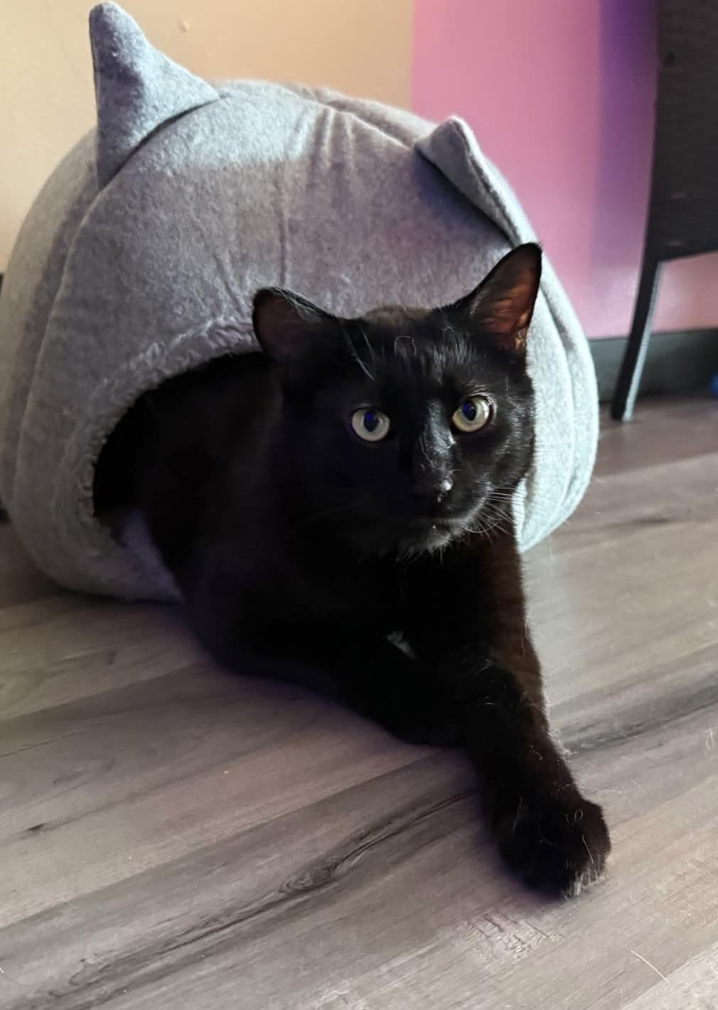 Shadow, an adoptable Domestic Short Hair in Reeseville, WI, 53579 | Photo Image 2