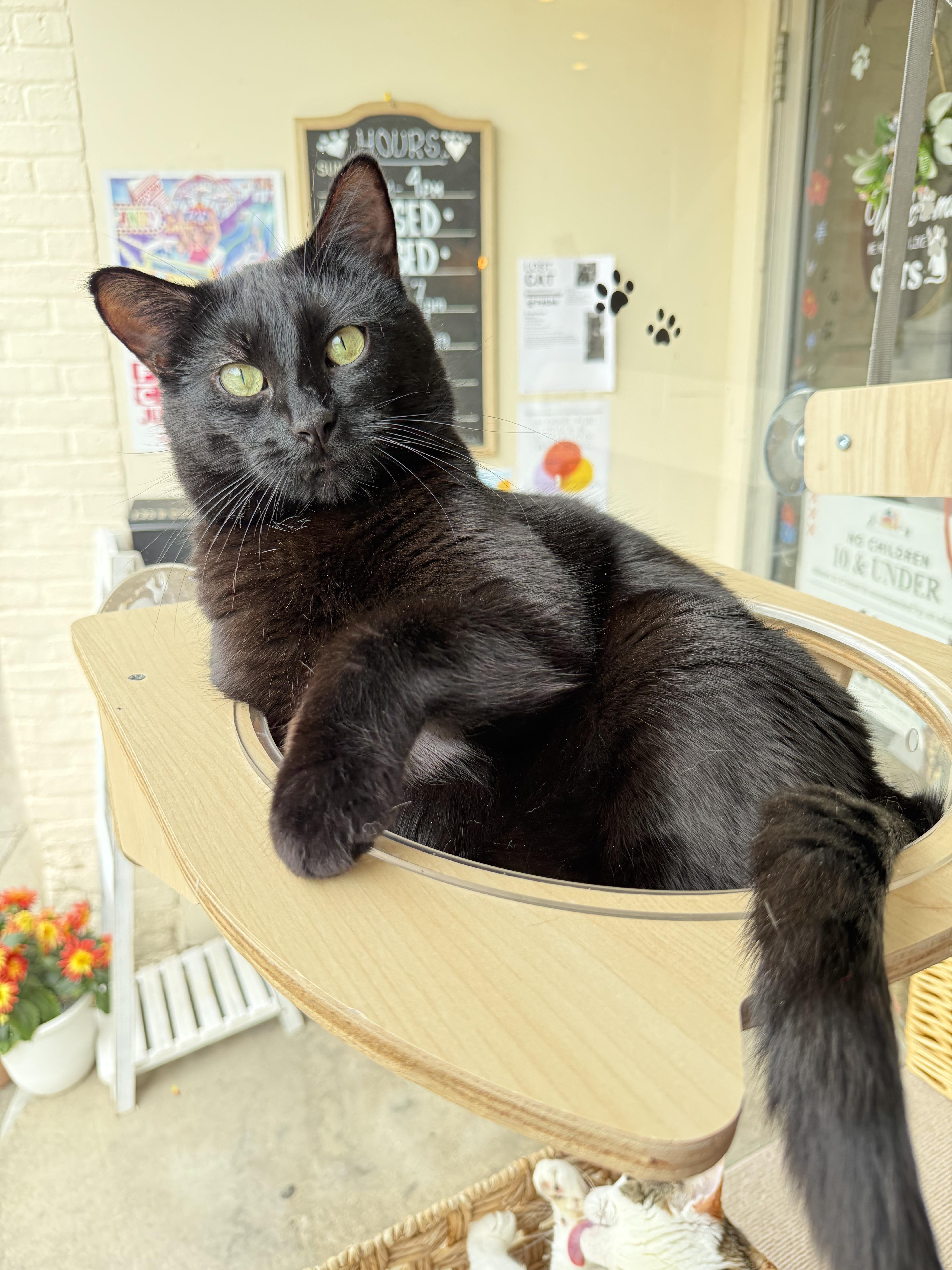 Shadow, Adult Male Domestic Short Hair