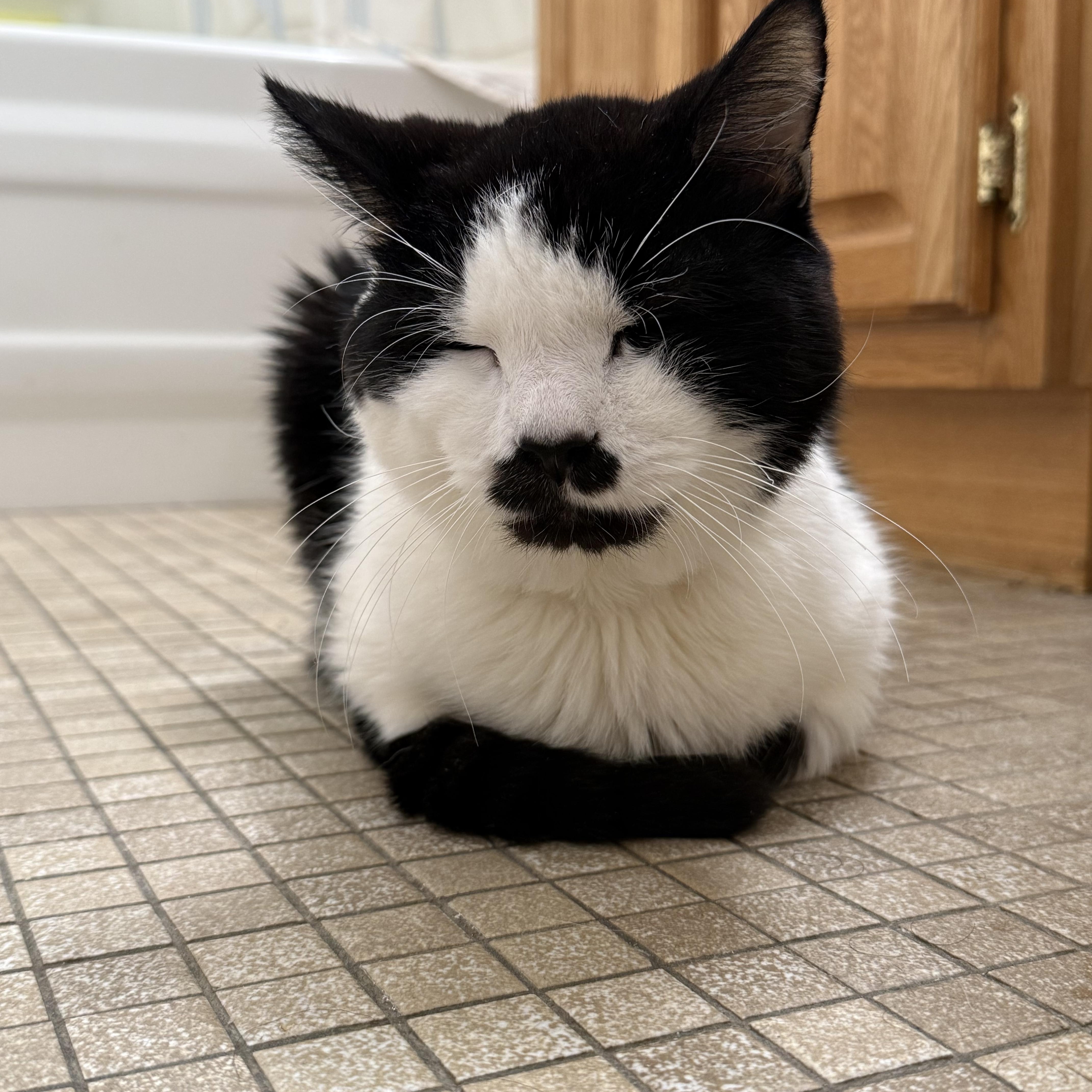 Hank, Adoptable, Senior Male Domestic Short Hair.