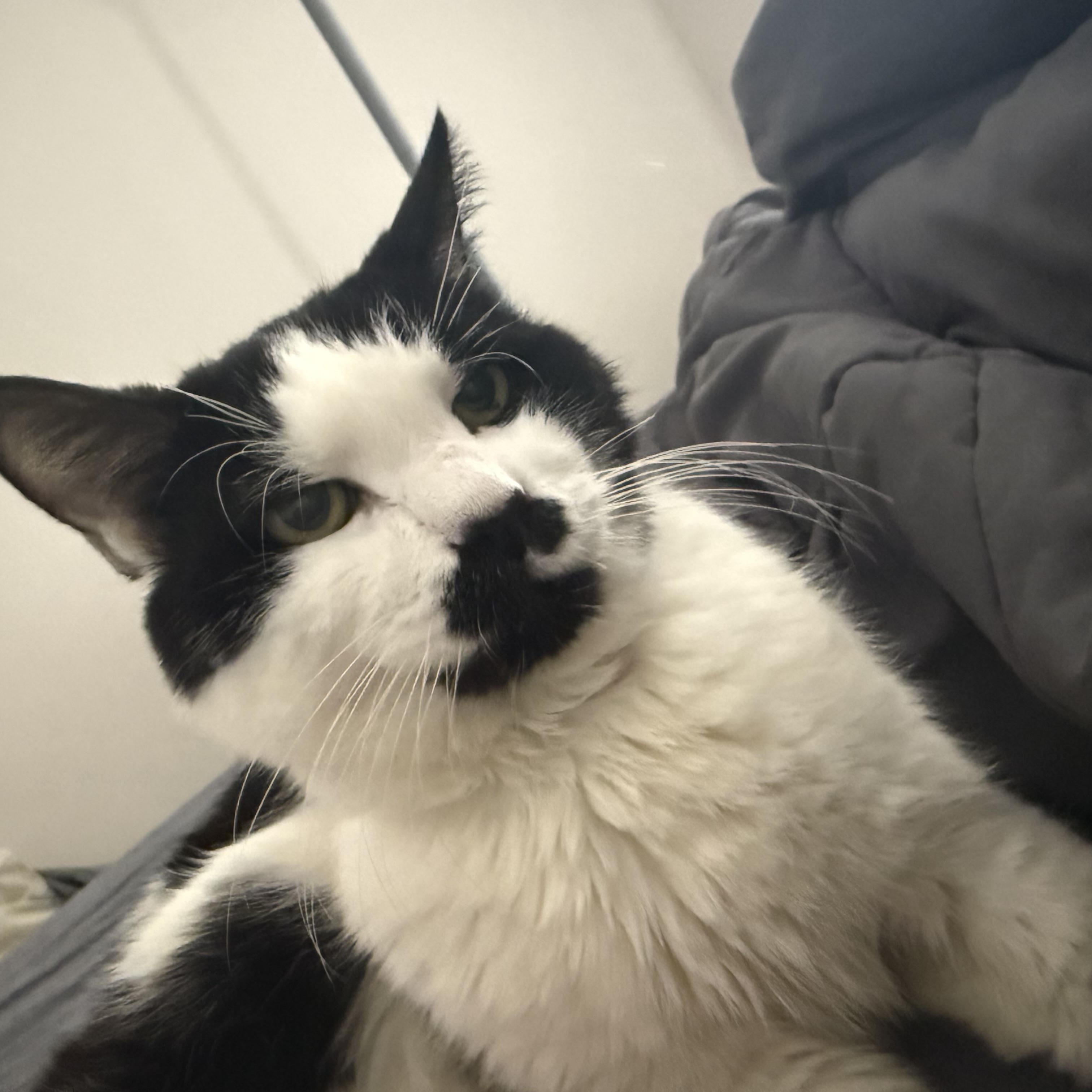 Enlarge Hank, a Adoptable Domestic Short Hair in Cambridge, MA image 3/4