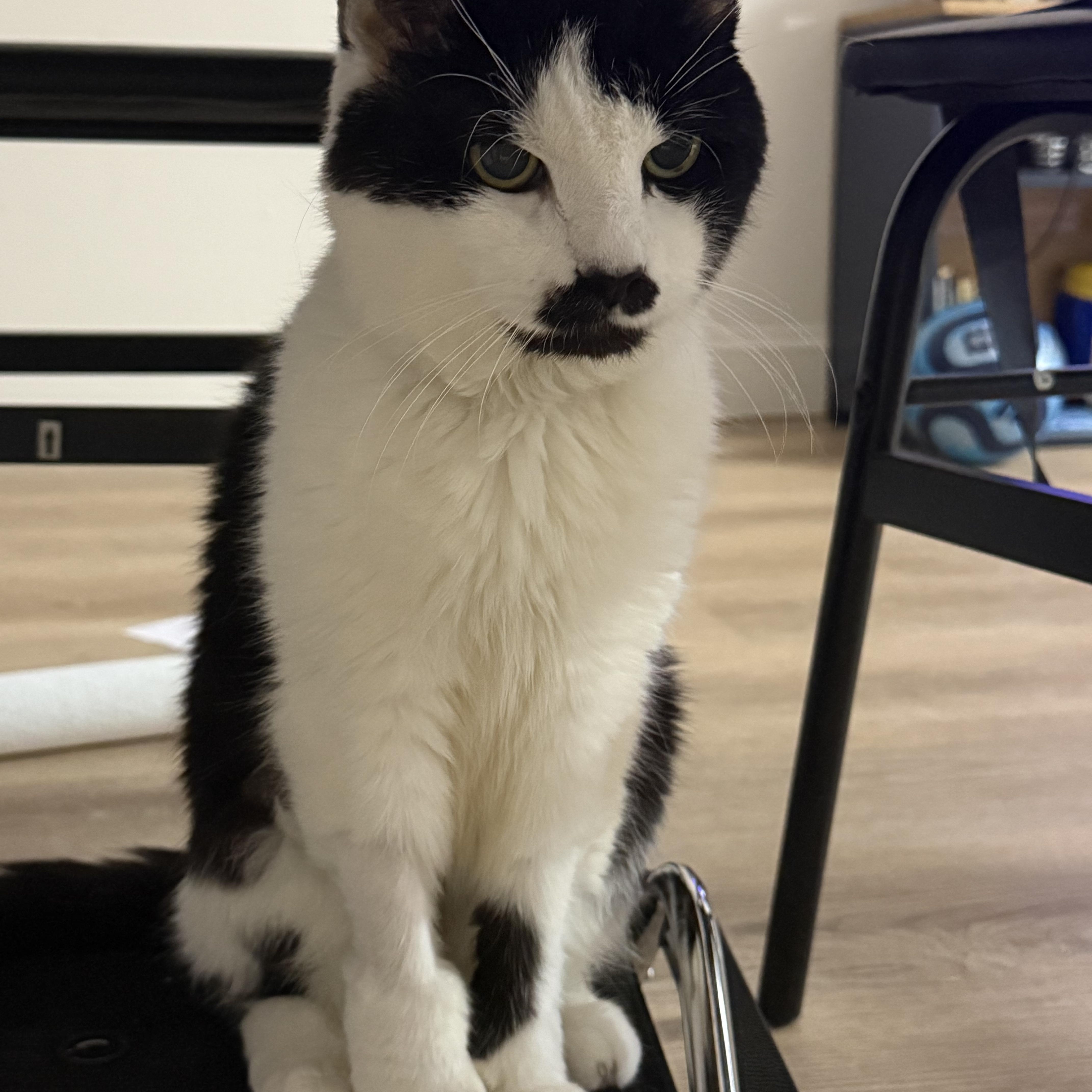 Enlarge Hank, a Adoptable Domestic Short Hair in Cambridge, MA image 2/4