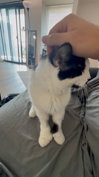 Enlarge Hank, a Adoptable Domestic Short Hair in Cambridge, MA video 4/4