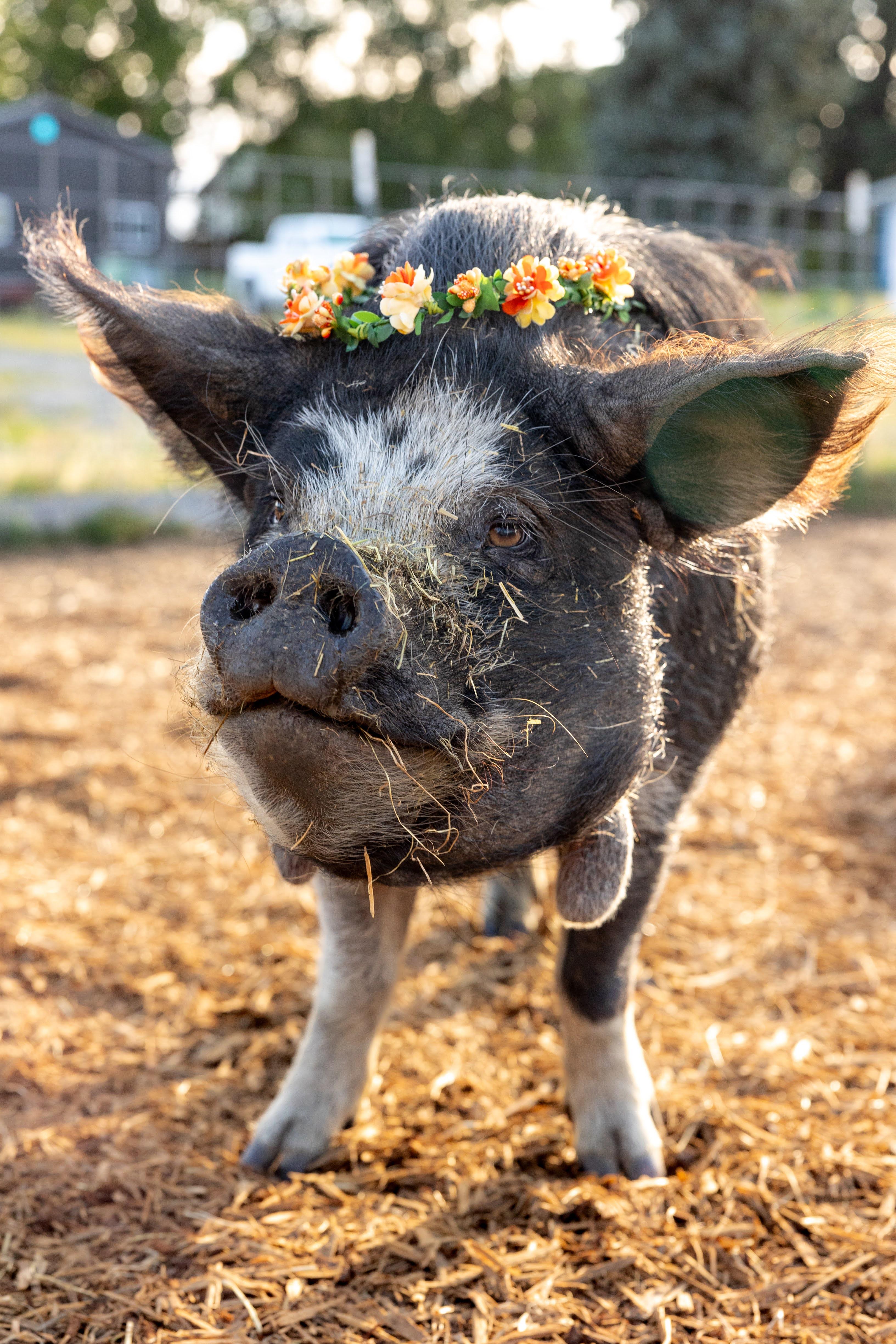 Enlarge Sukie, a Adoptable mixed breed in Roy, WA image 1/2