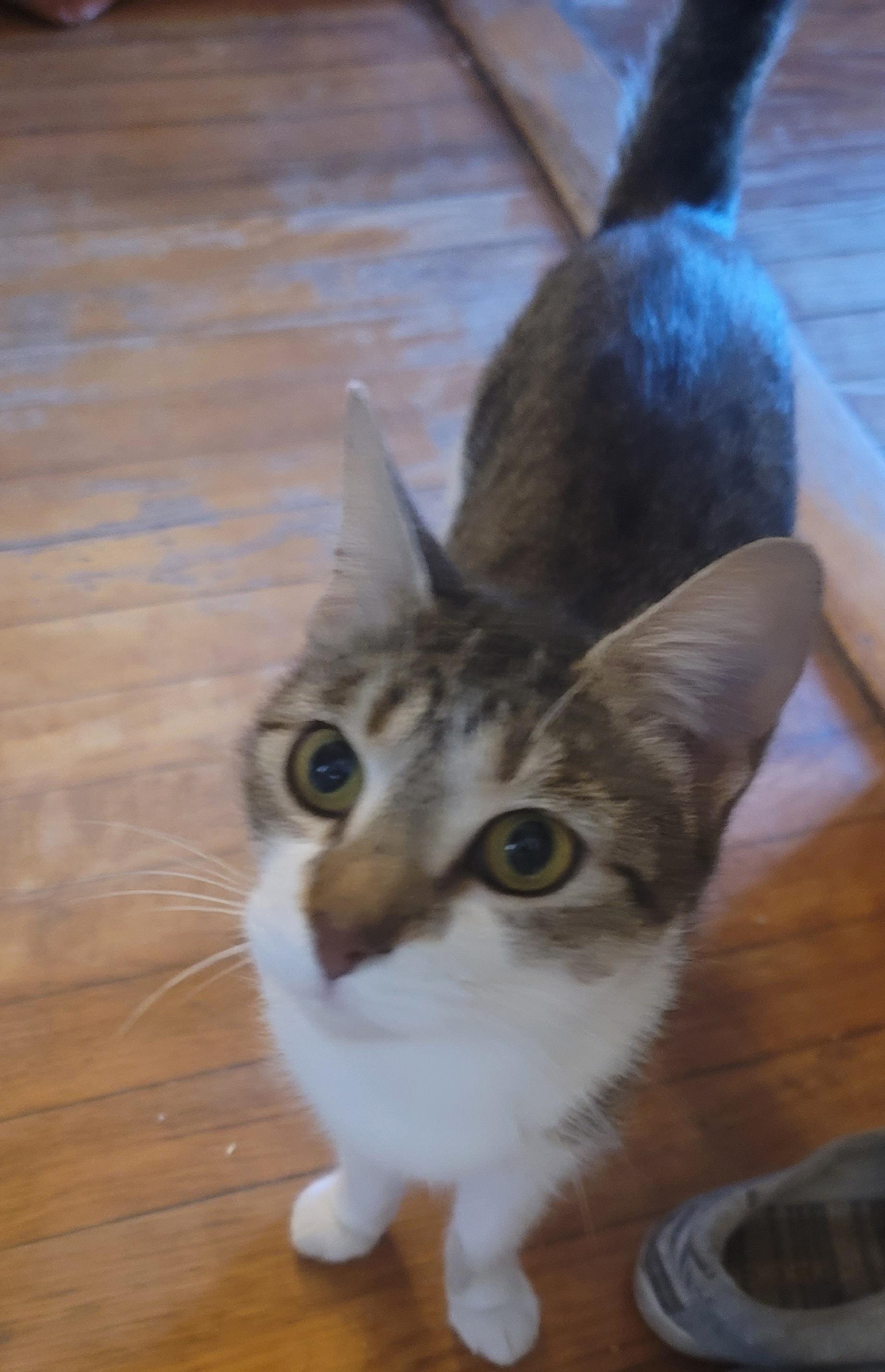 Enlarge Bitsy, a ADOPTABLE Domestic Short Hair in Savannah, GA image 1/3