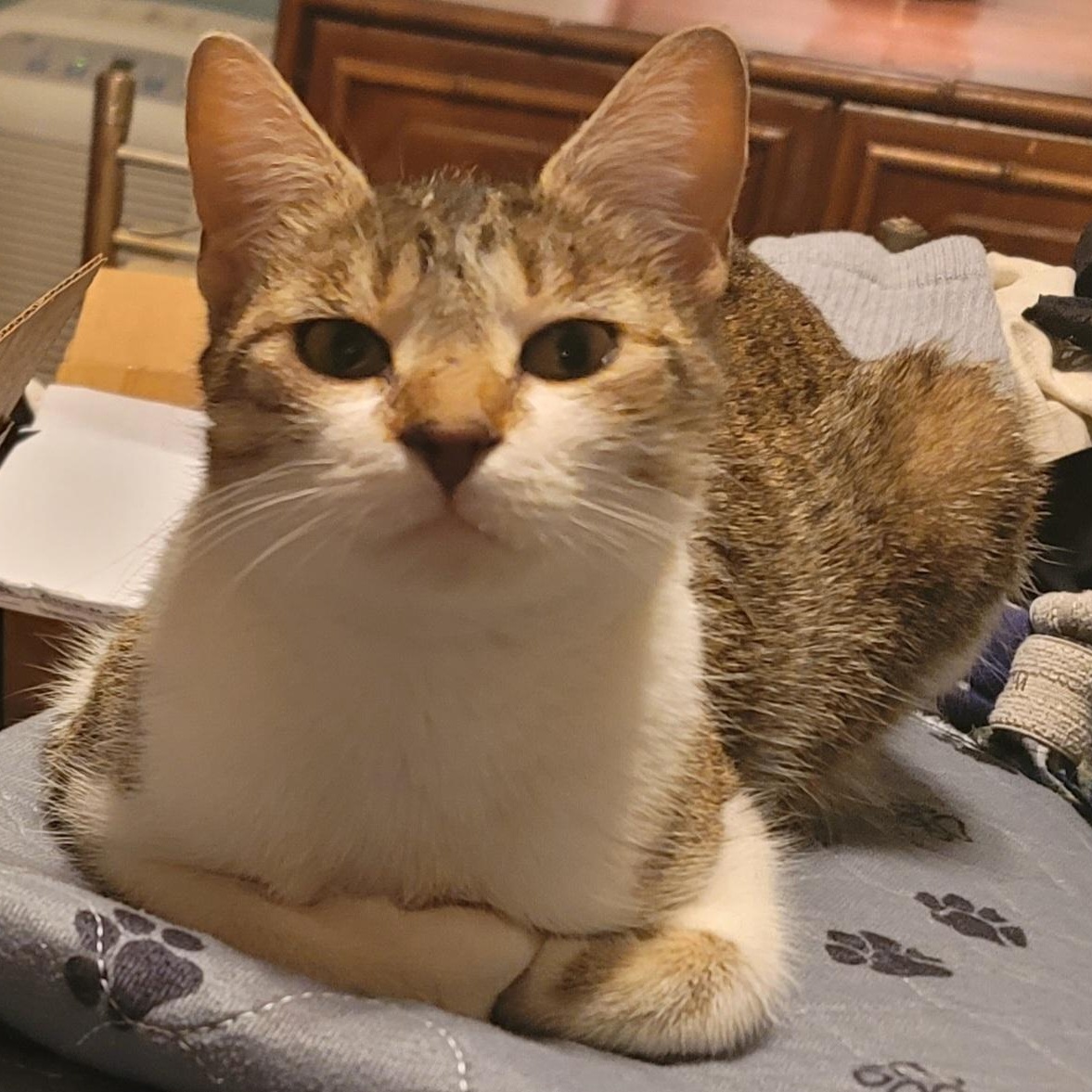 Enlarge Bitsy, a ADOPTABLE Domestic Short Hair in Savannah, GA image 3/3