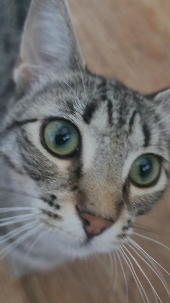 Trixie, ADOPTABLE, Young Female Domestic Short Hair.