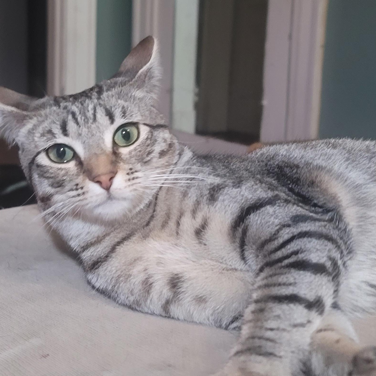 Trixie with the green eyes, ADOPTABLE, Young Female Domestic Short Hair.