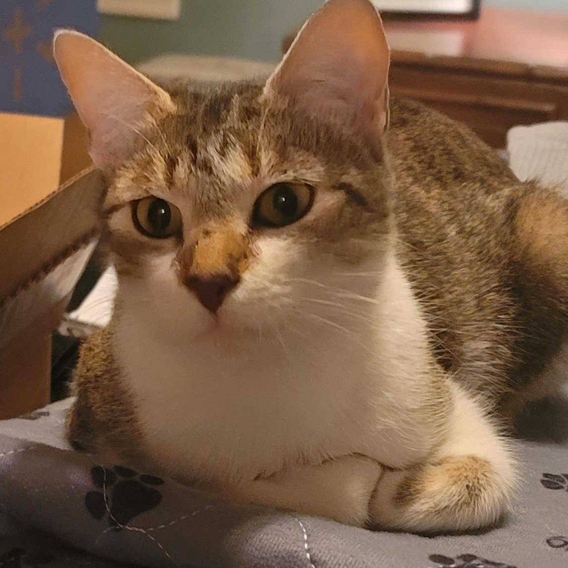 Enlarge Bitsy, a ADOPTABLE Domestic Short Hair in Savannah, GA image 2/3