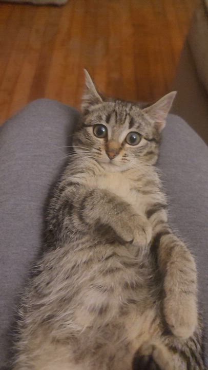 Enlarge Bitsy and Trixie, a ADOPTABLE Domestic Short Hair in Savannah, GA video 2/4