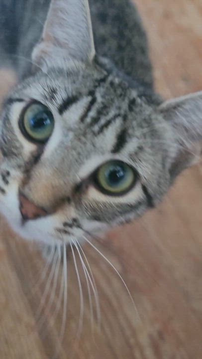 Enlarge Trixie, a ADOPTABLE Domestic Short Hair in Savannah, GA video 2/2