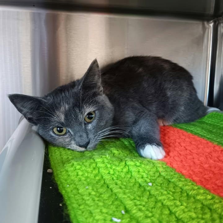 Enlarge Manifest, a Adoptable Domestic Short Hair in Winthrop, ME image 1/1