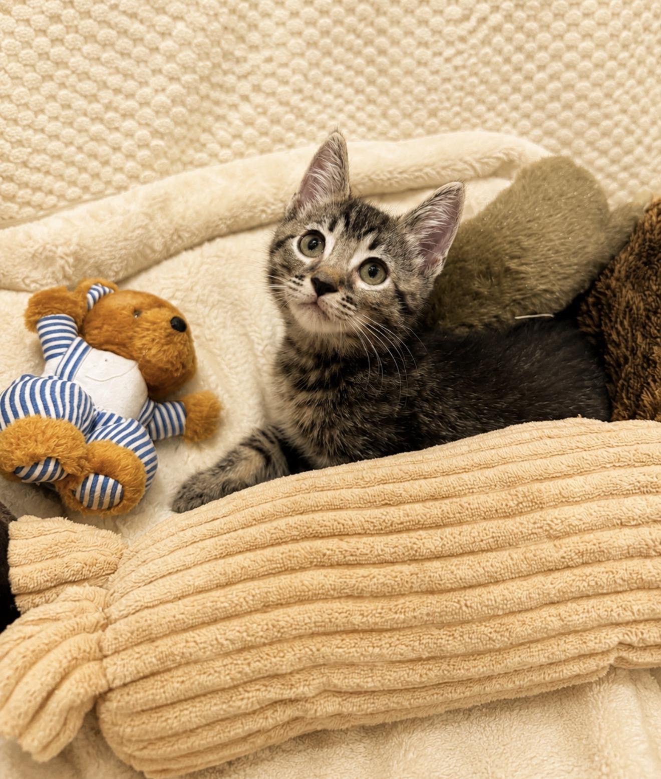 Enlarge Winnie Poo, an adopted American Shorthair in Rochester, NH image 3/5