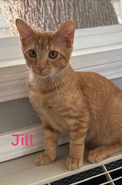 Jill, Adoptable, Kitten Female Domestic Short Hair.