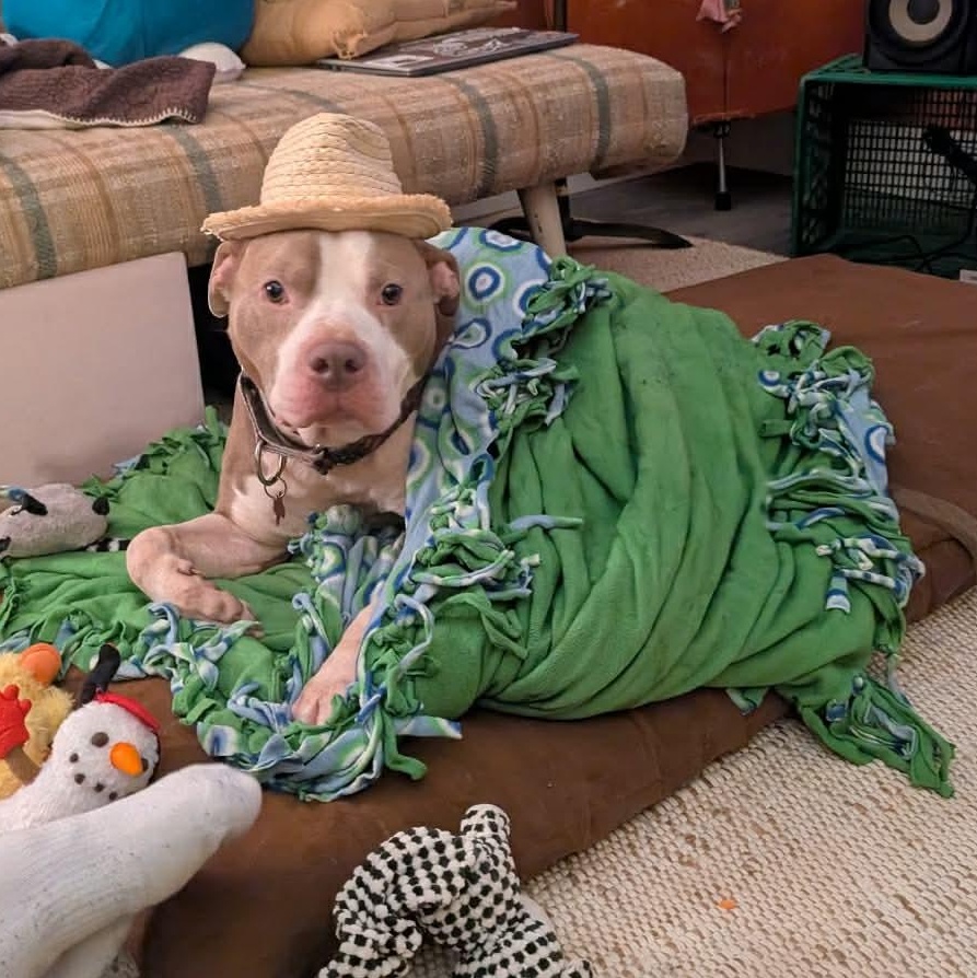 Enlarge William, a Adoptable mixed breed in Detroit, MI image 5/6