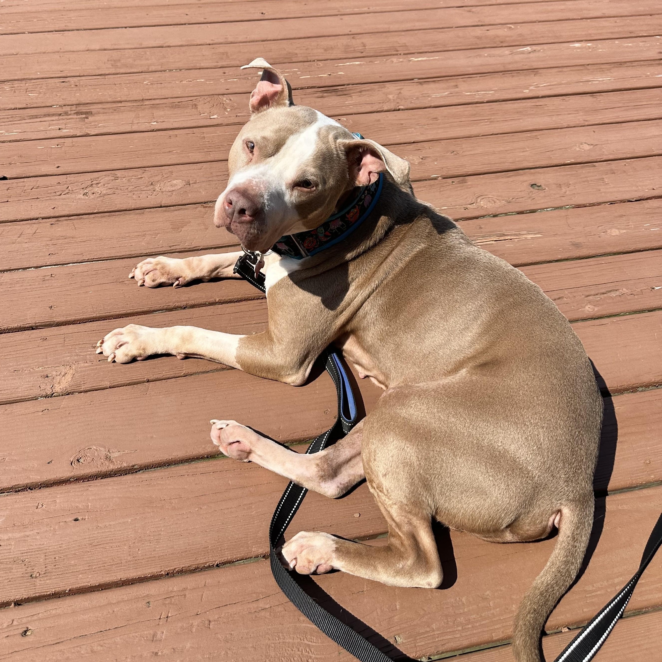 Enlarge William, a Adoptable mixed breed in Detroit, MI image 2/6