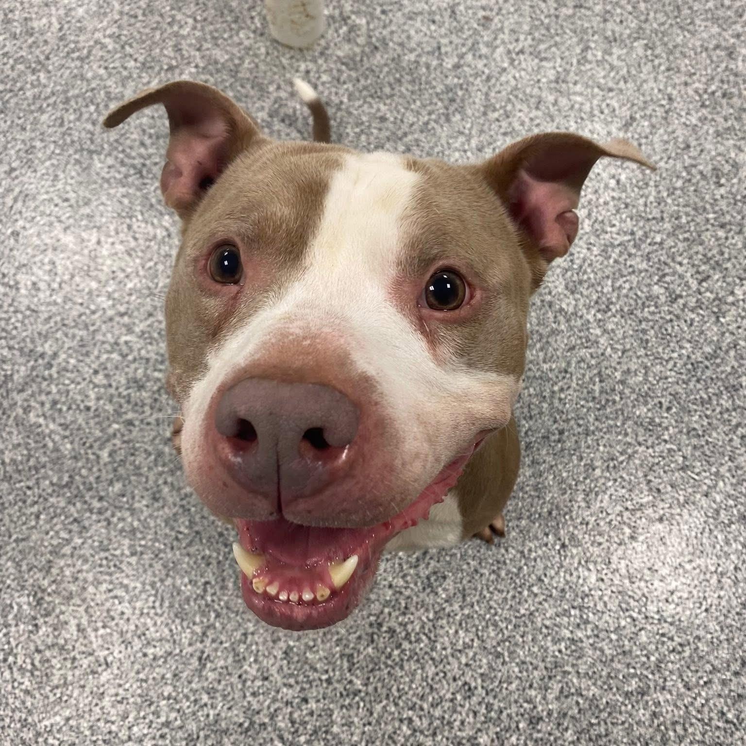 Enlarge William, a Adoptable mixed breed in Detroit, MI image 3/5