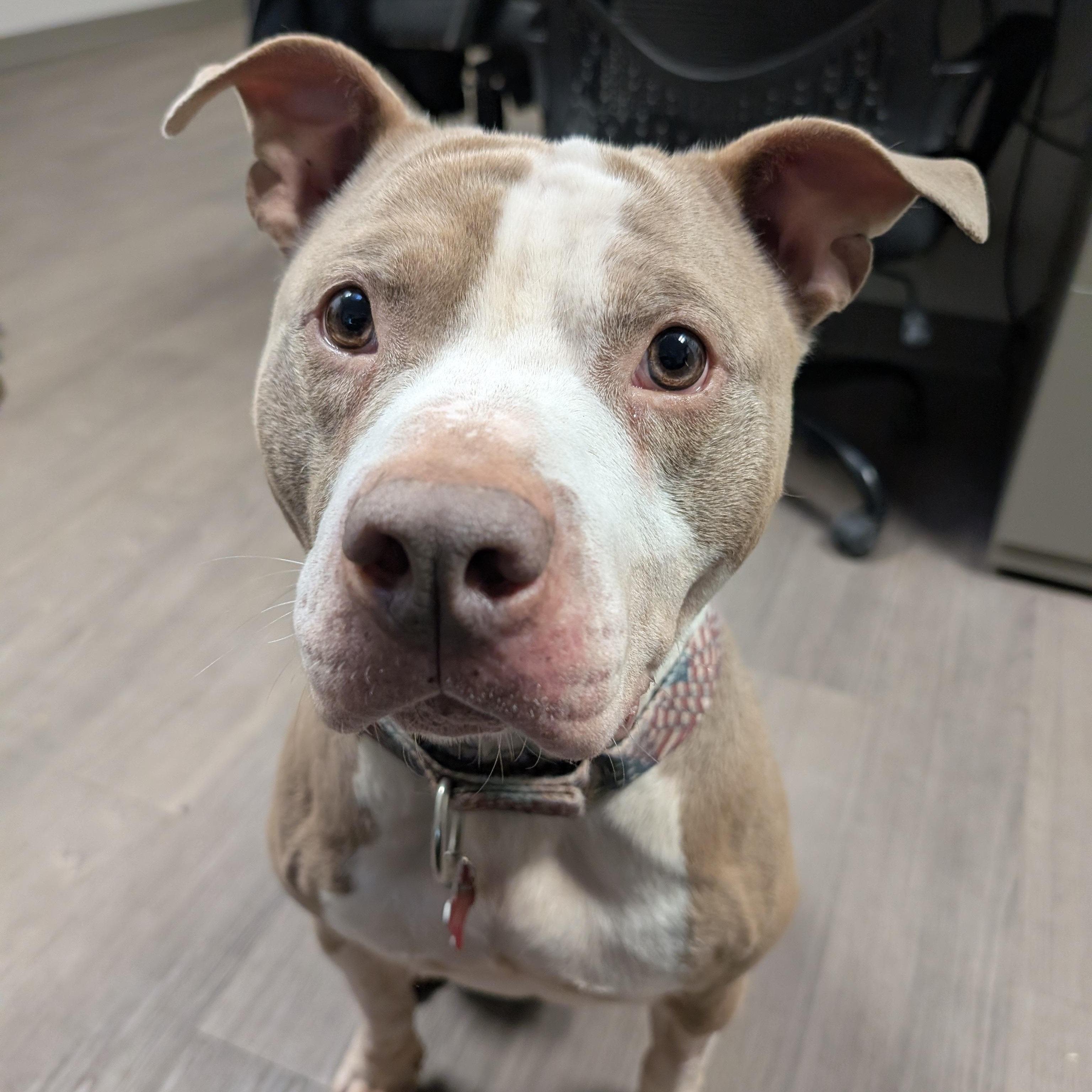 Enlarge William, a Adoptable mixed breed in Detroit, MI image 5/5