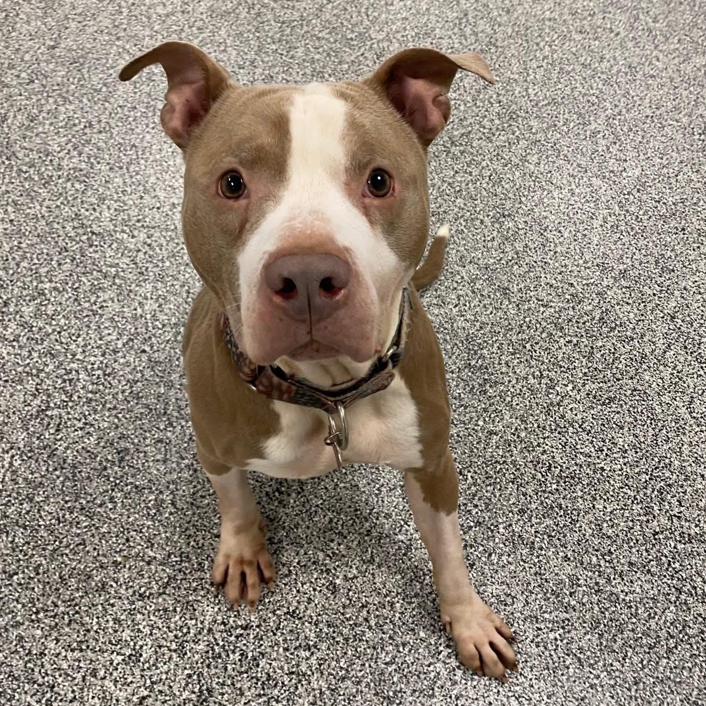 Enlarge William, a Adoptable mixed breed in Detroit, MI image 2/5