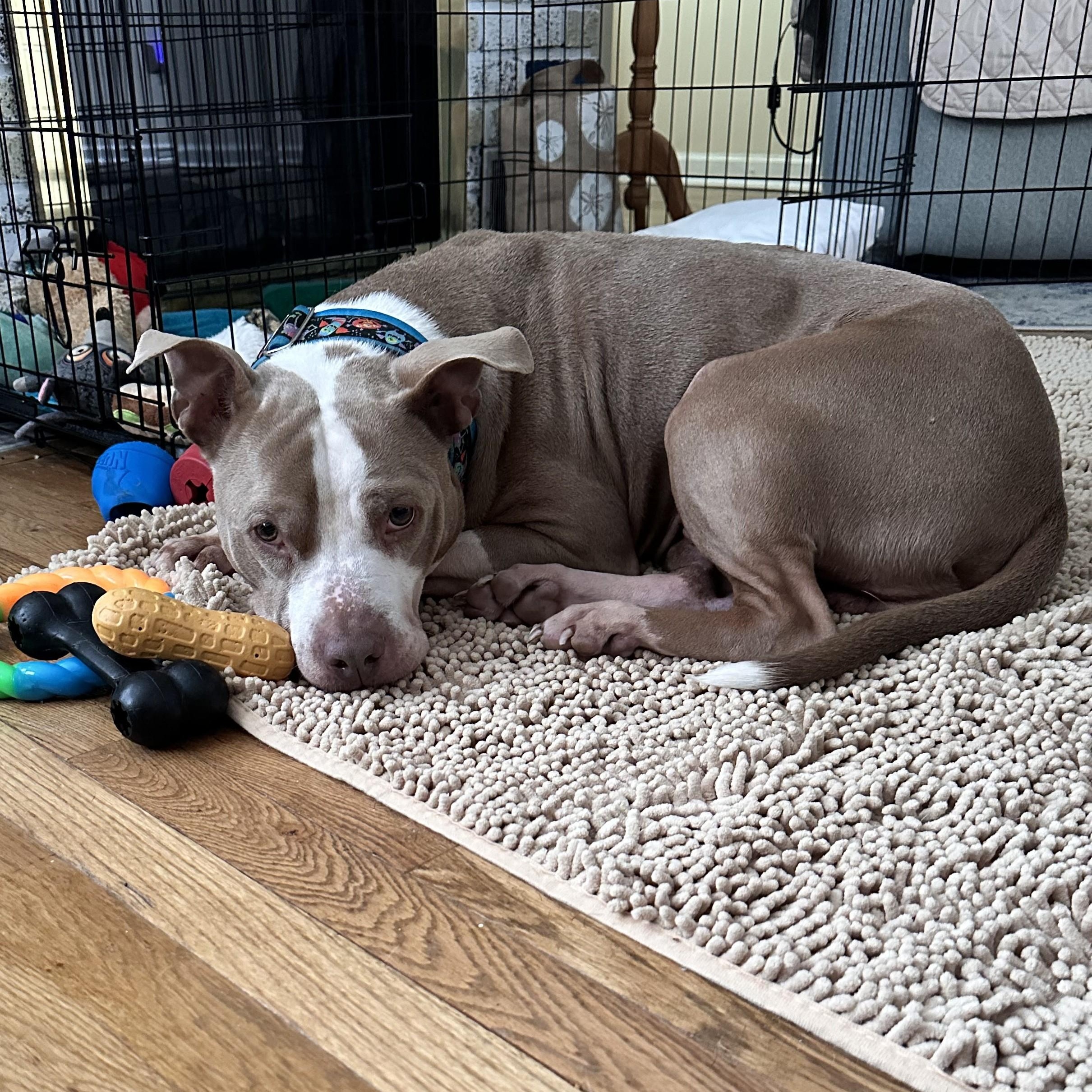 Enlarge William, a Adoptable mixed breed in Detroit, MI image 6/6