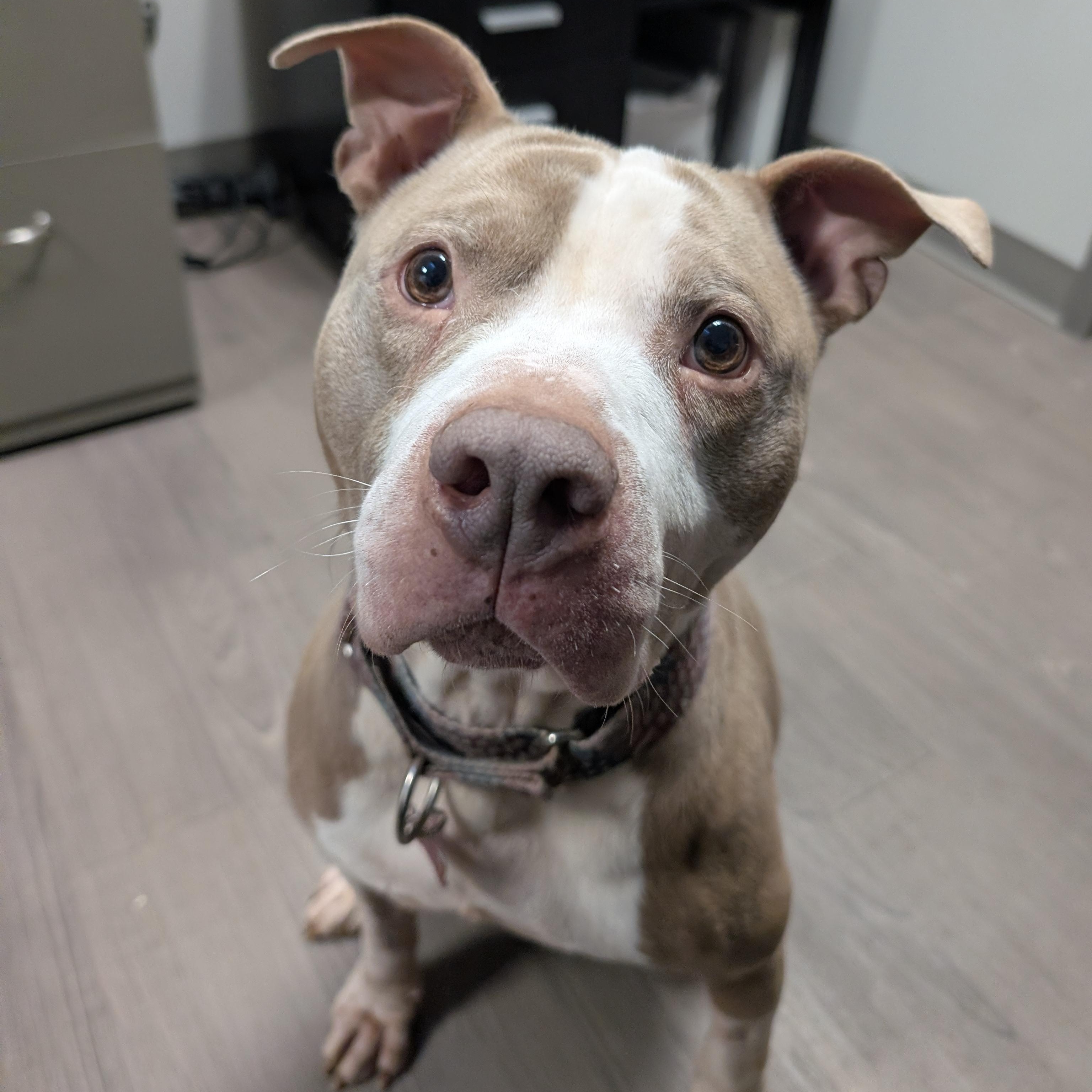 William, Adoptable, Adult Male Pit Bull Terrier & Mixed Breed.