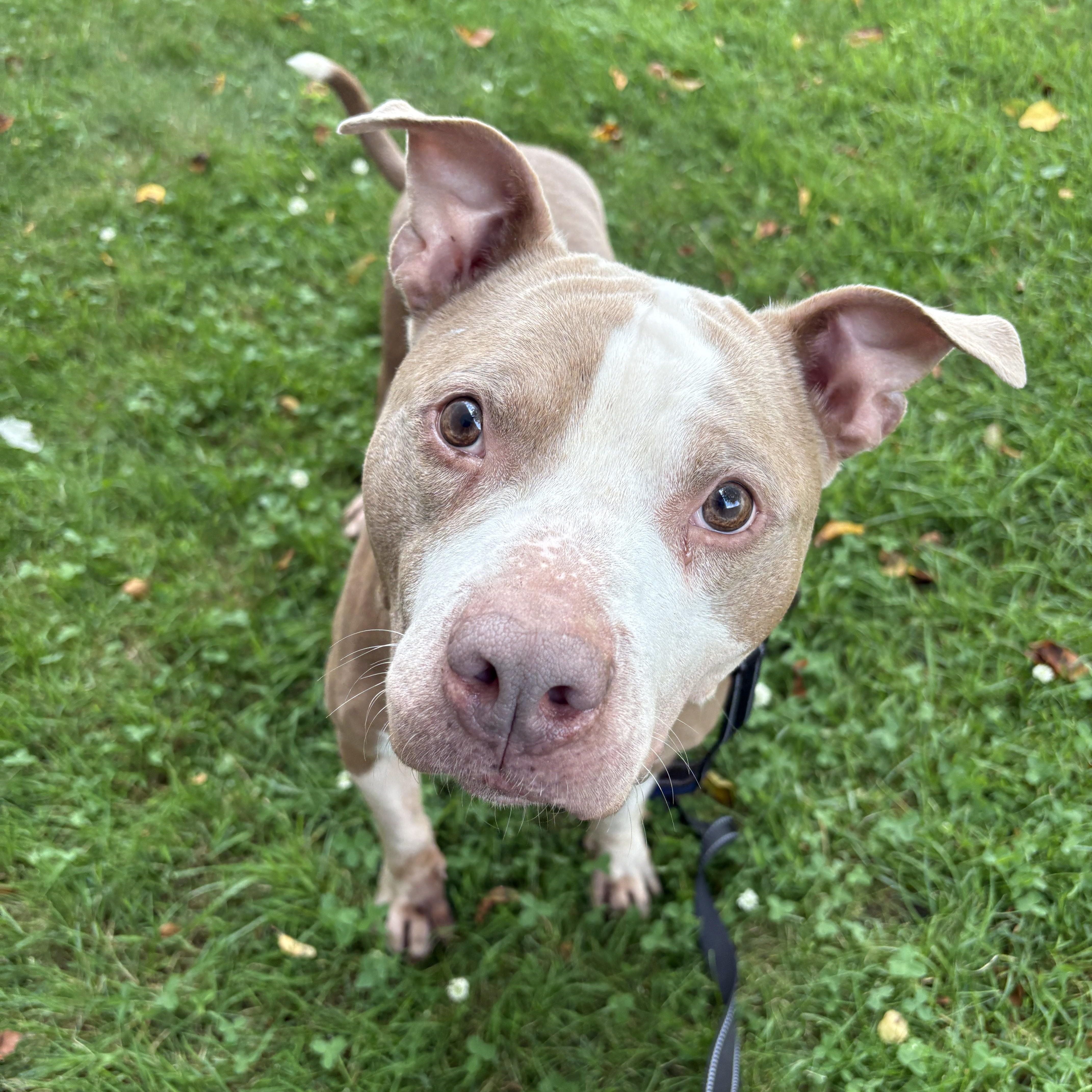 Enlarge William, a Adoptable mixed breed in Detroit, MI image 1/6