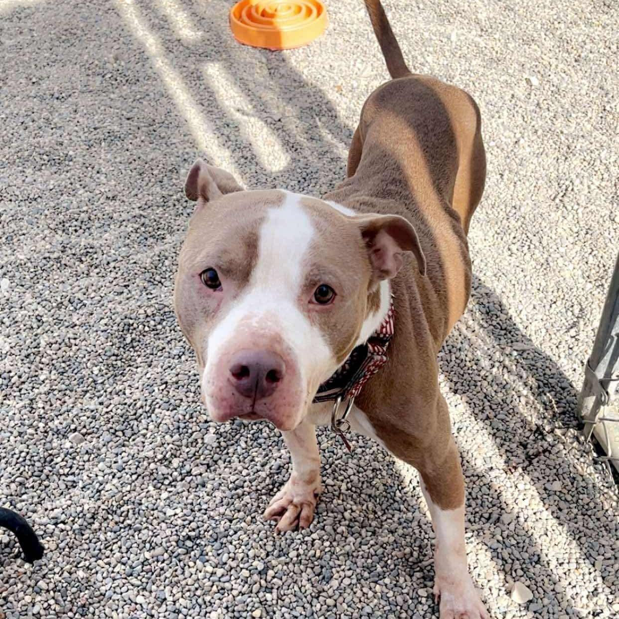 Enlarge William, a Adoptable mixed breed in Detroit, MI image 4/5